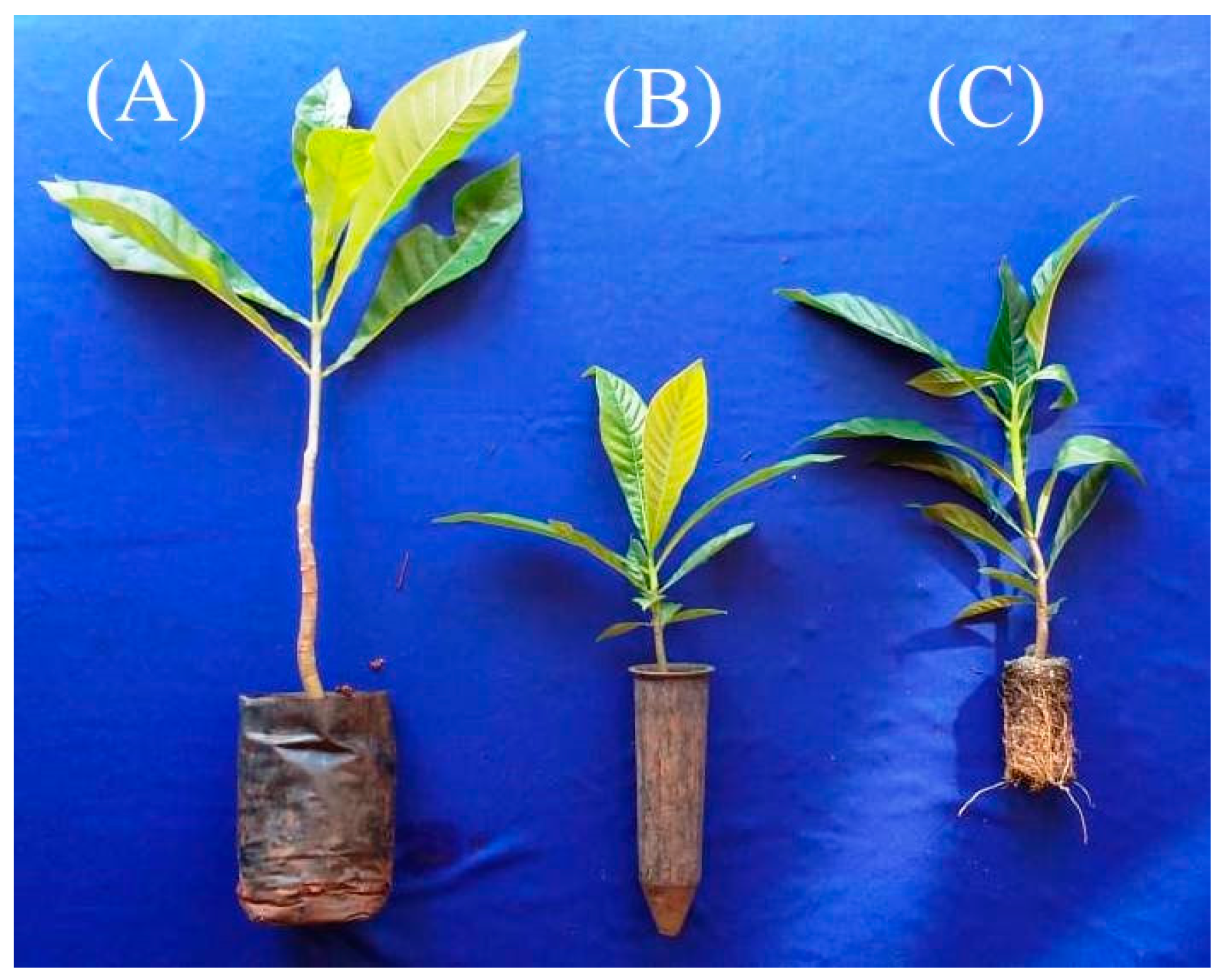 Forests 12 01381 g002