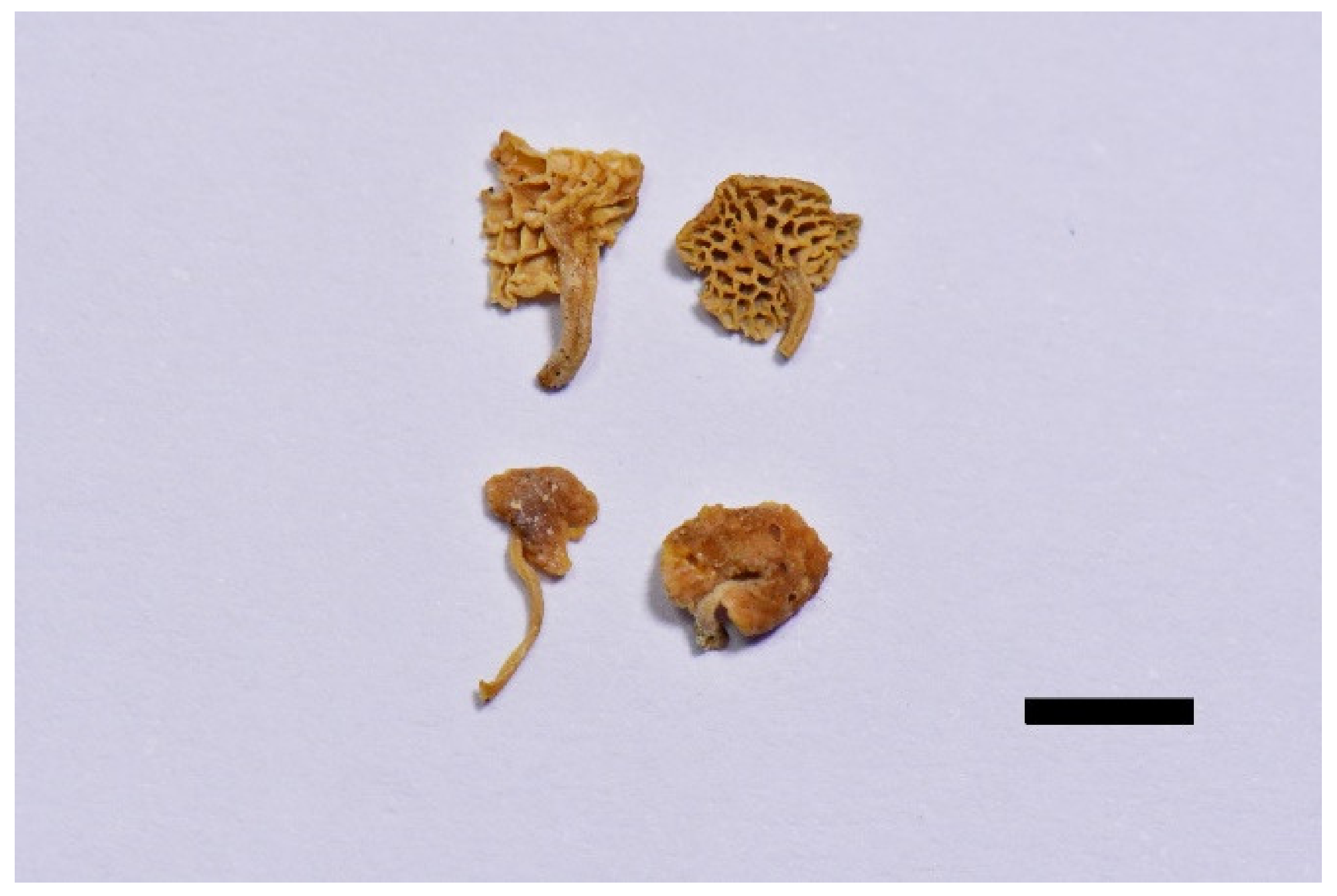 Forests 12 01397 g003