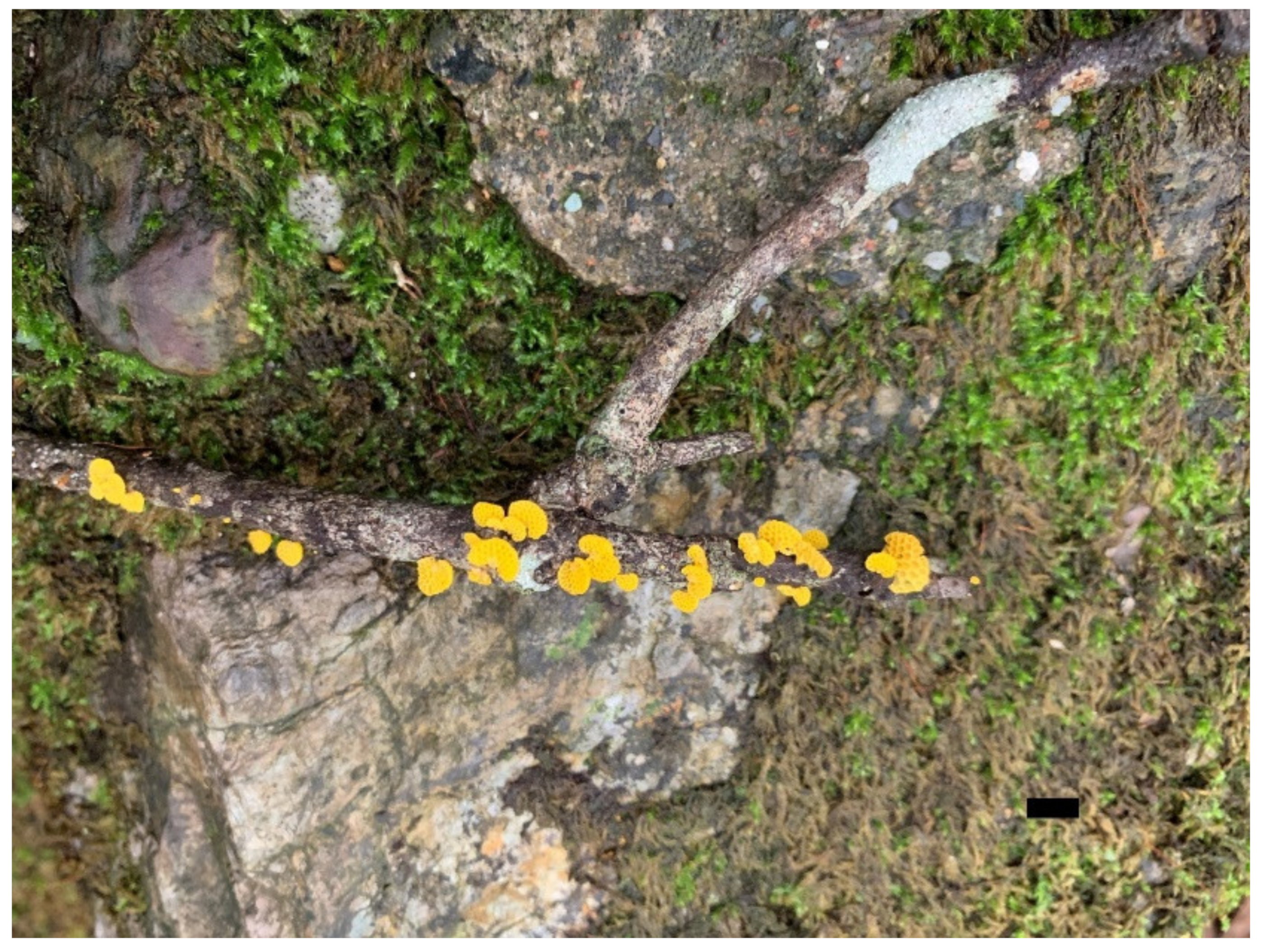 Forests 12 01397 g005