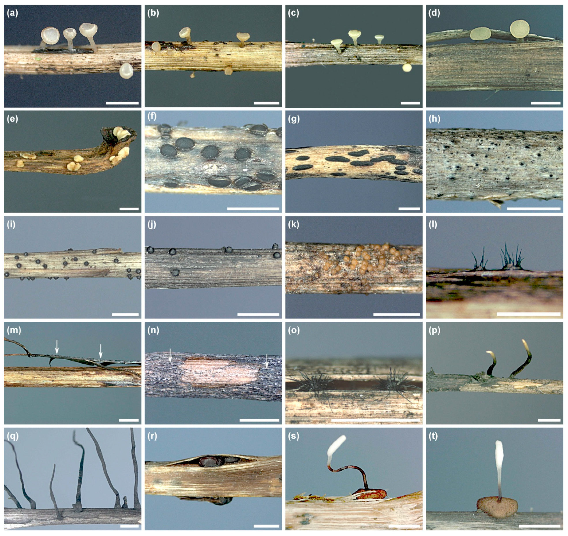 Forests 12 01412 g006