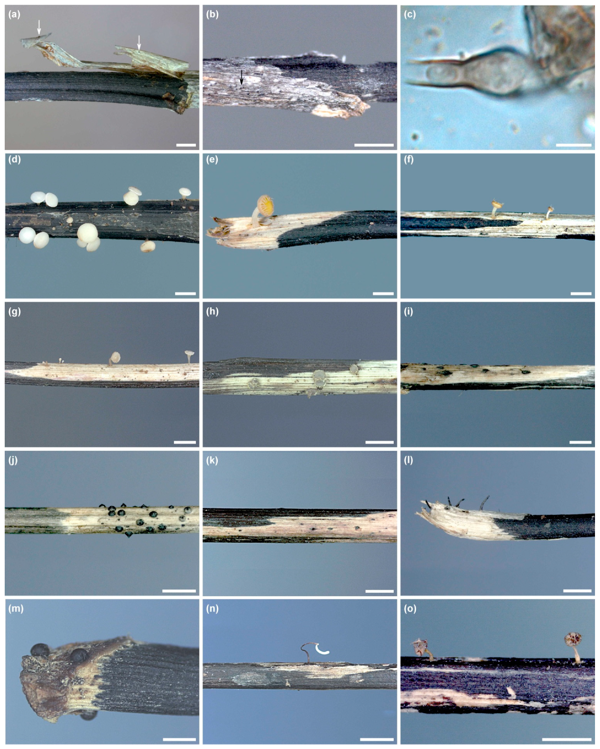 Forests 12 01412 g008