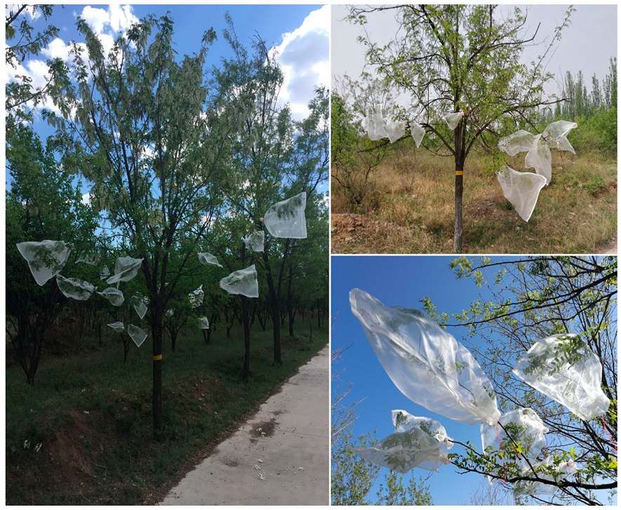 Forests 12 01416 g001