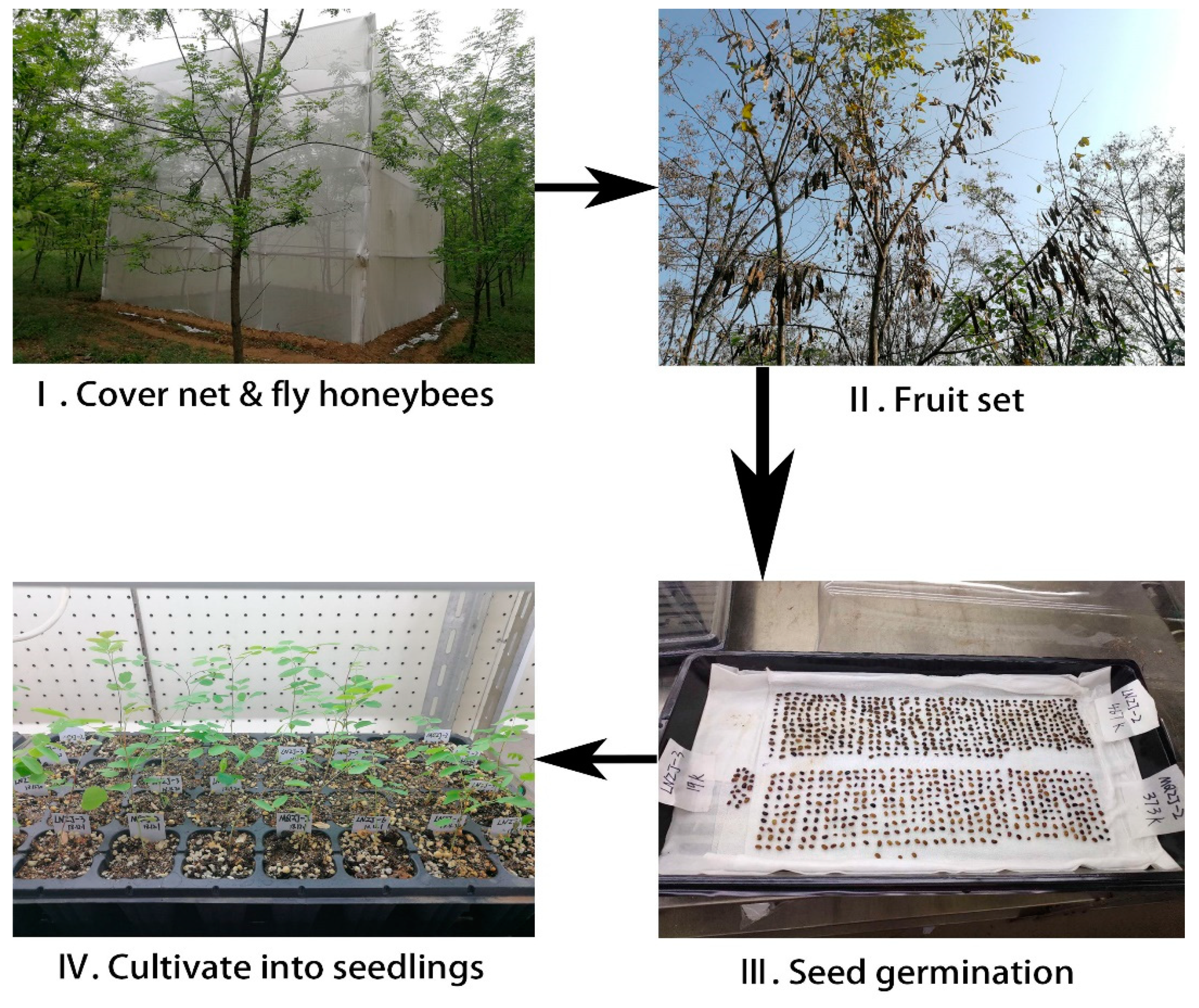 Forests 12 01416 g012