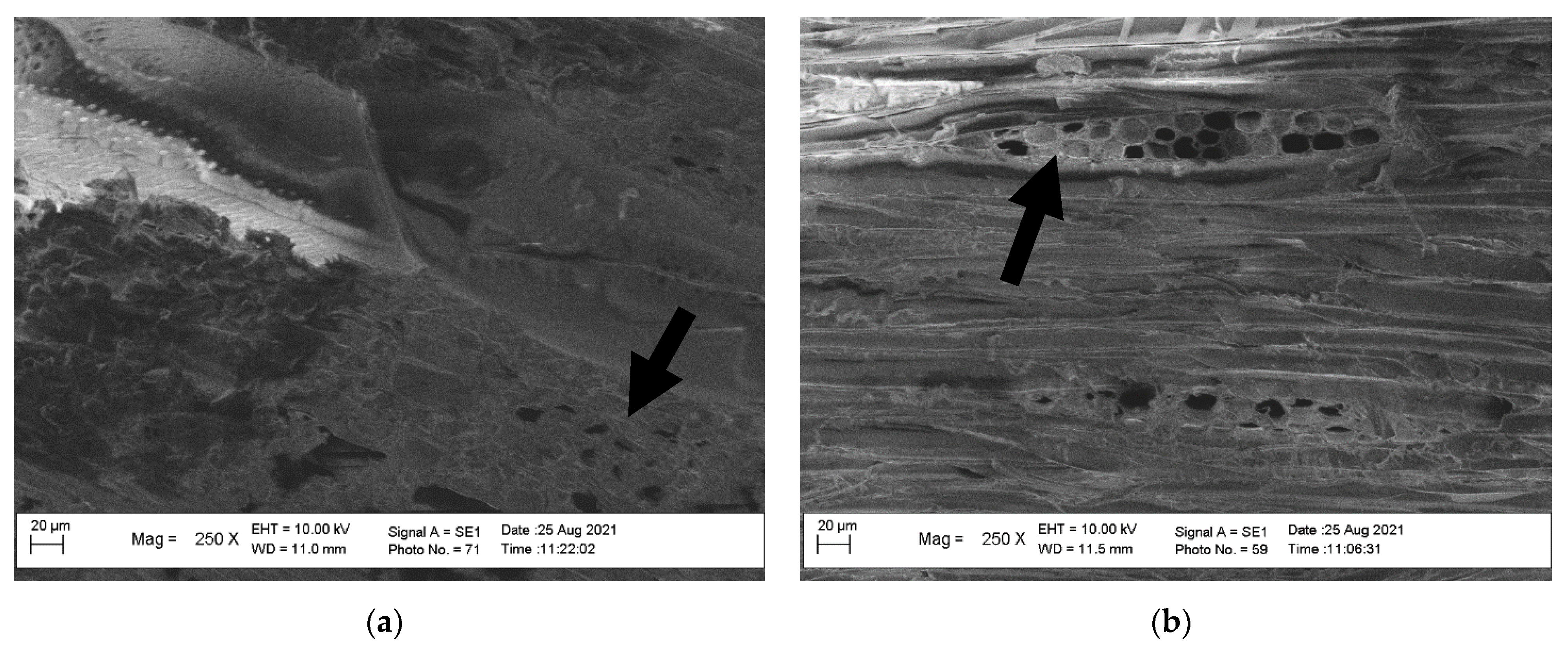 Forests 12 01420 g004