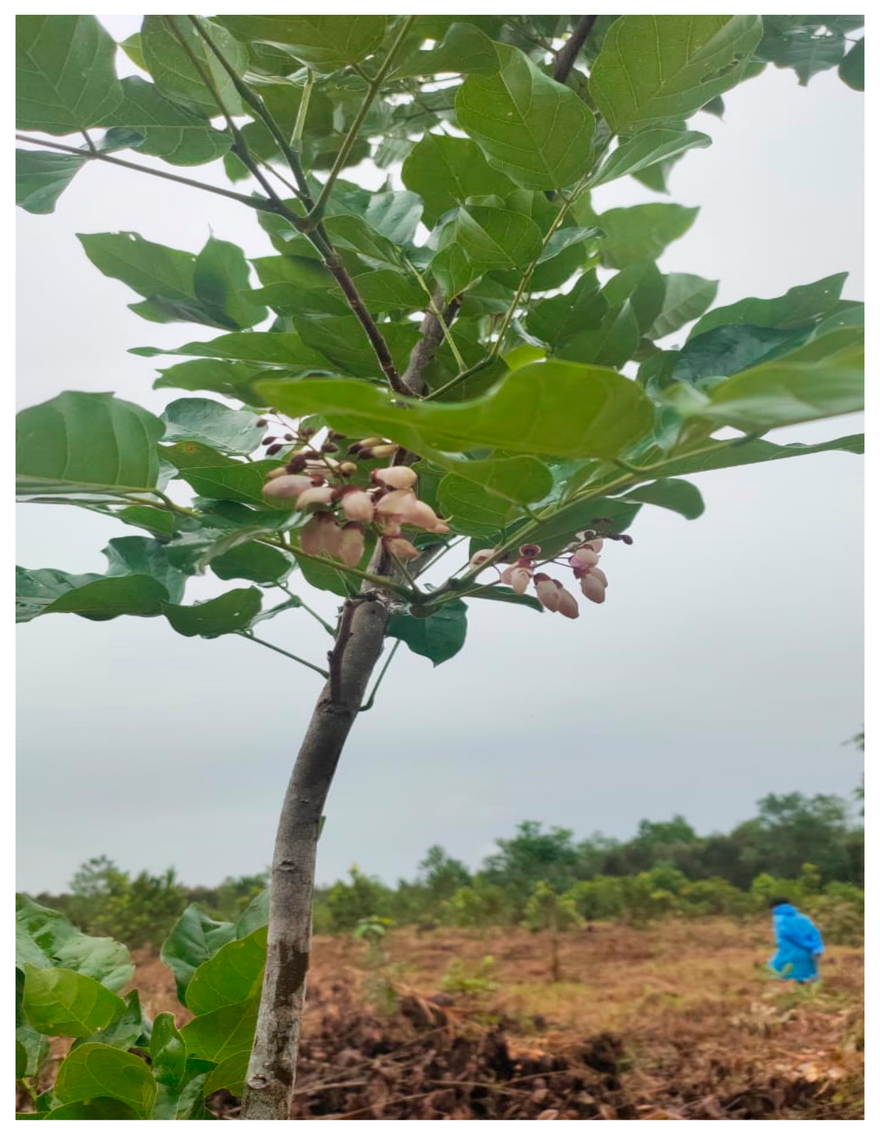 Forests 12 01468 g003