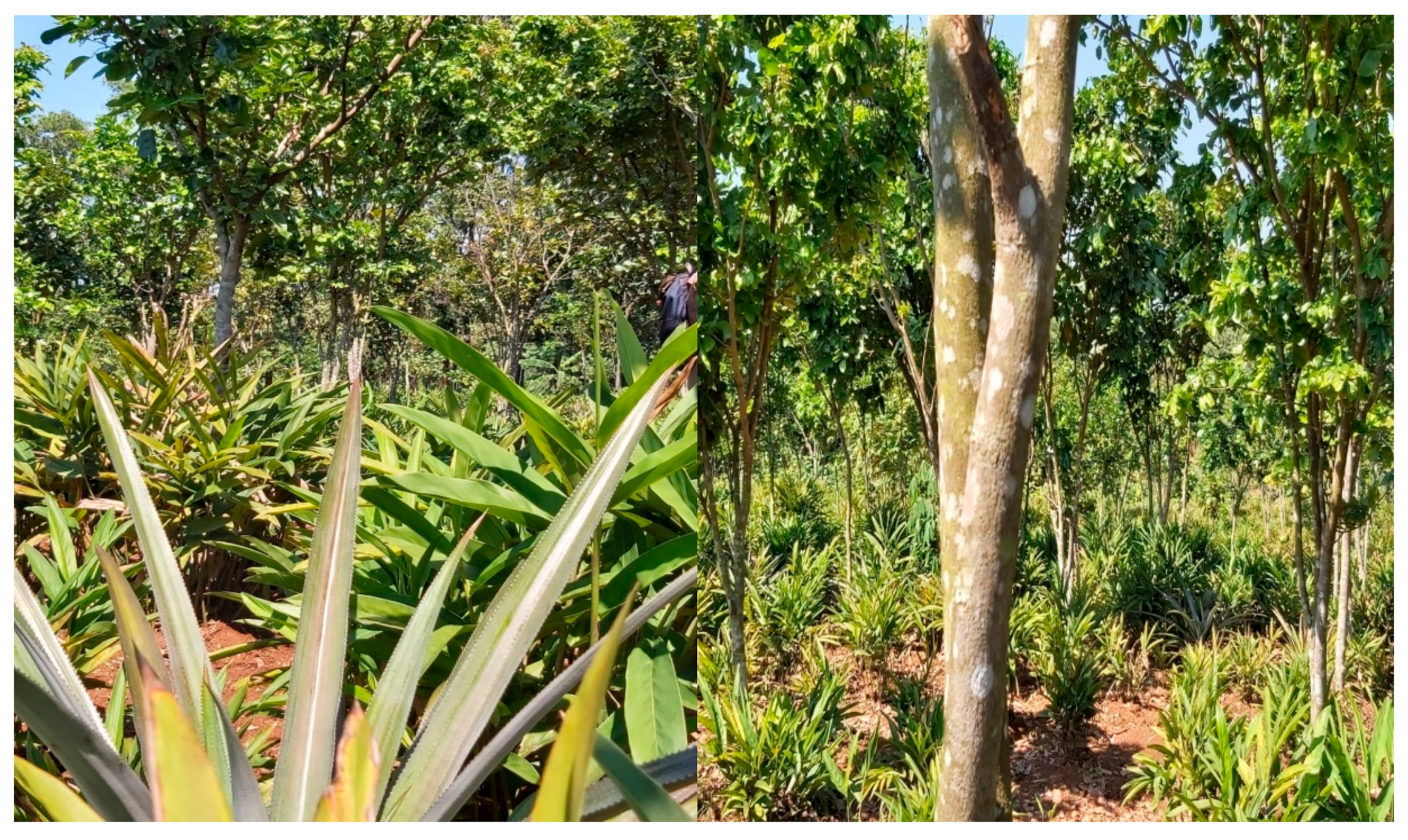 Forests 12 01468 g004