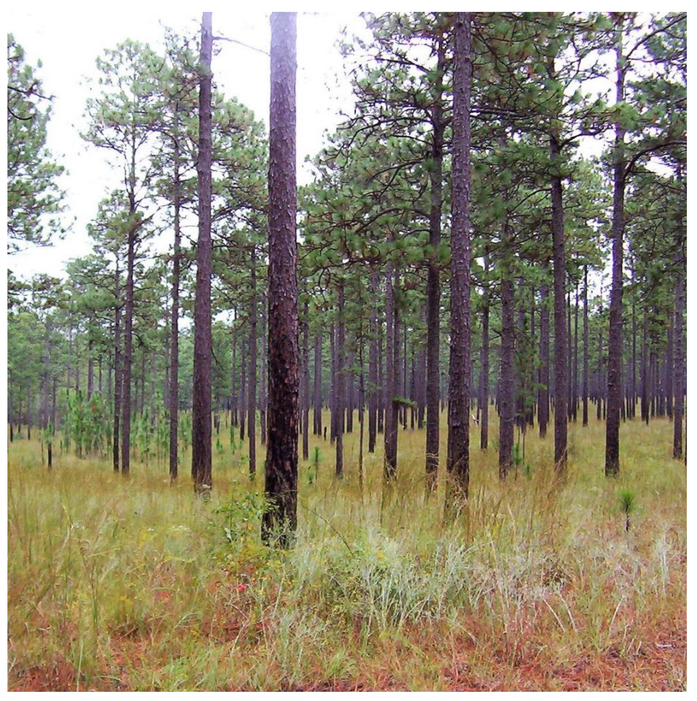 Forests 12 01472 g001