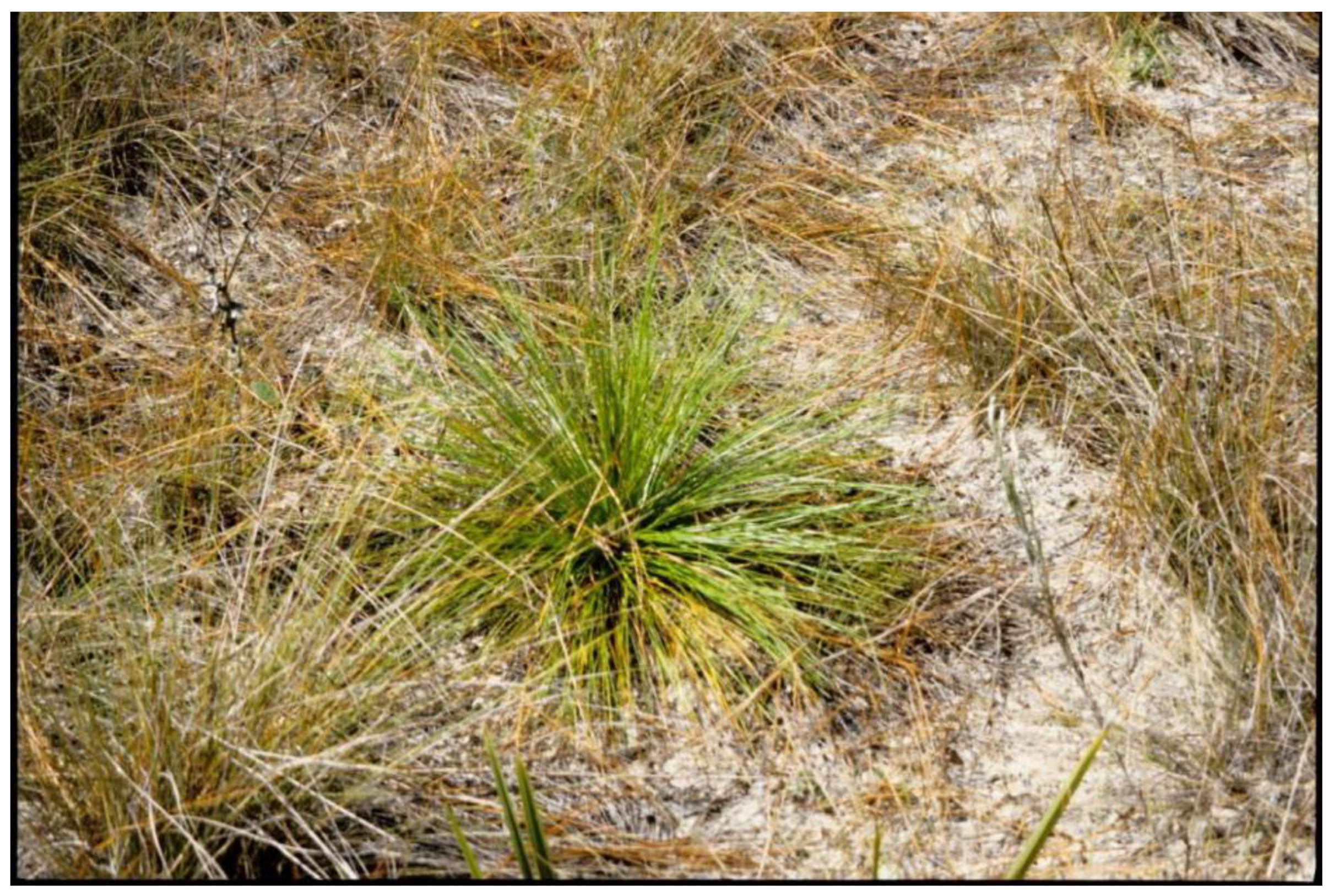 Forests 12 01472 g003