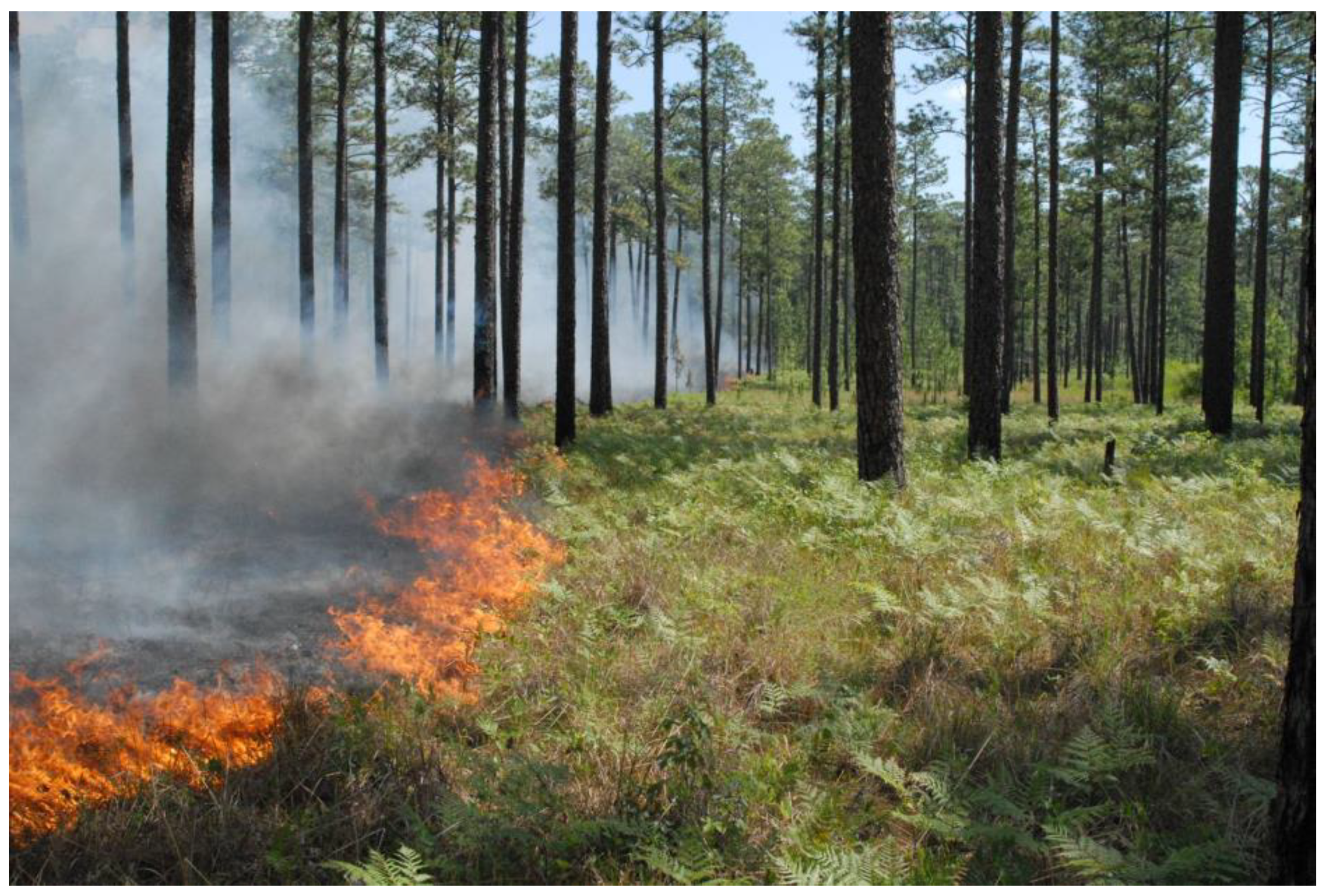 Forests 12 01472 g005