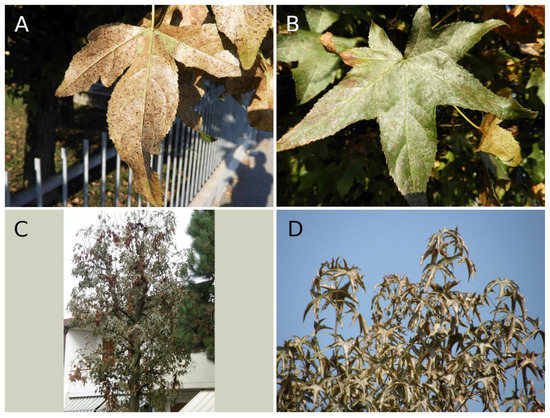 Forests 12 01484 g0a4