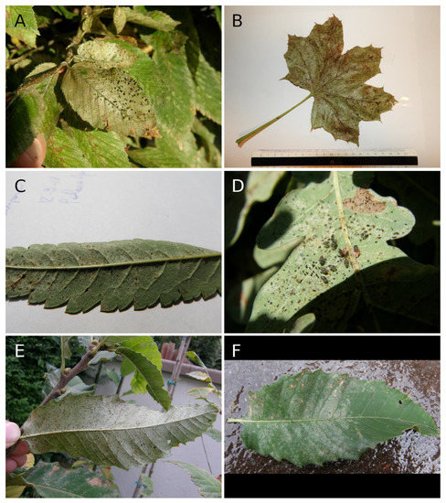 Forests 12 01484 g0a5