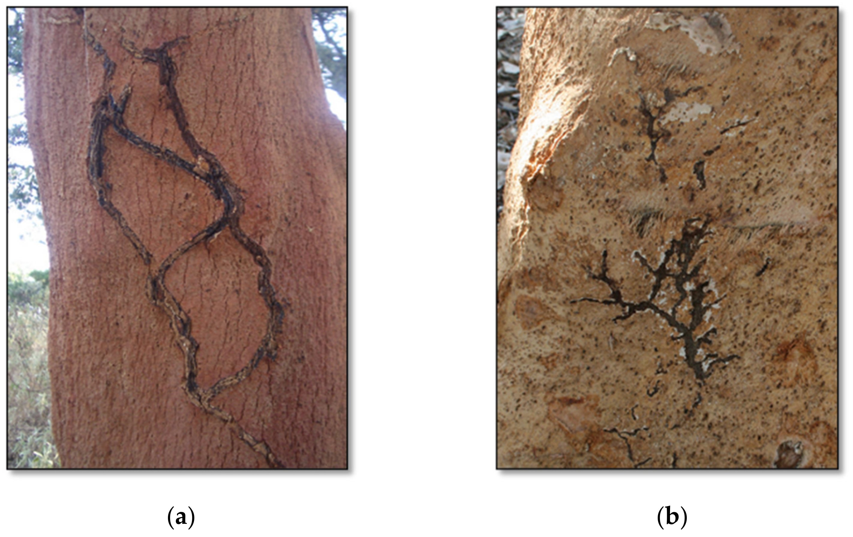 Forests 12 01501 g001