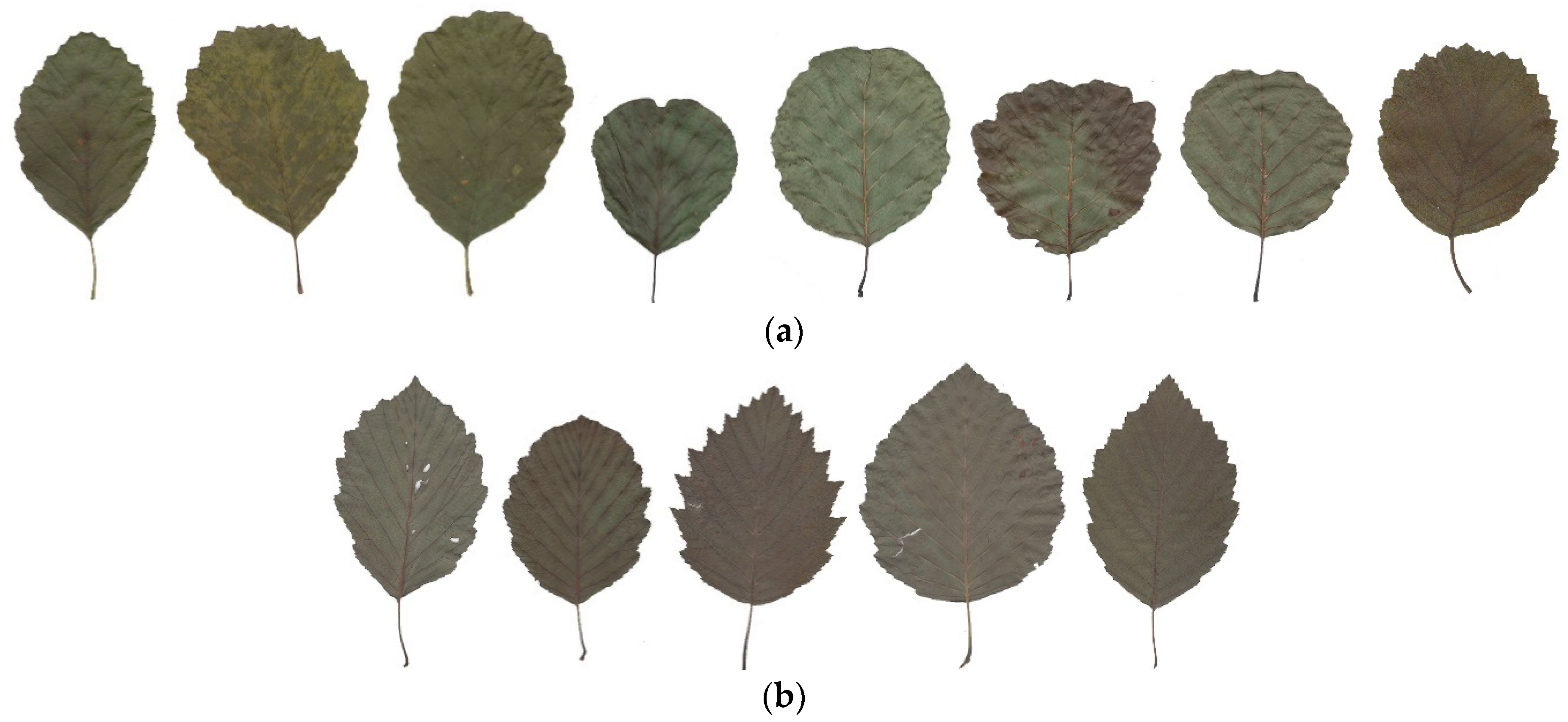 Forests 12 01504 g007a Forests 12 01504 g007a