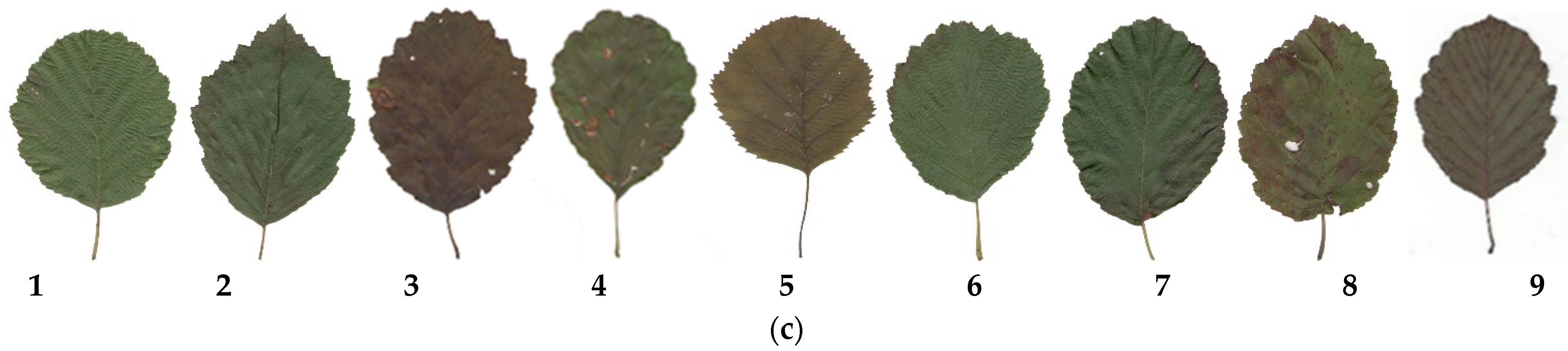 Forests 12 01504 g007b Forests 12 01504 g007b