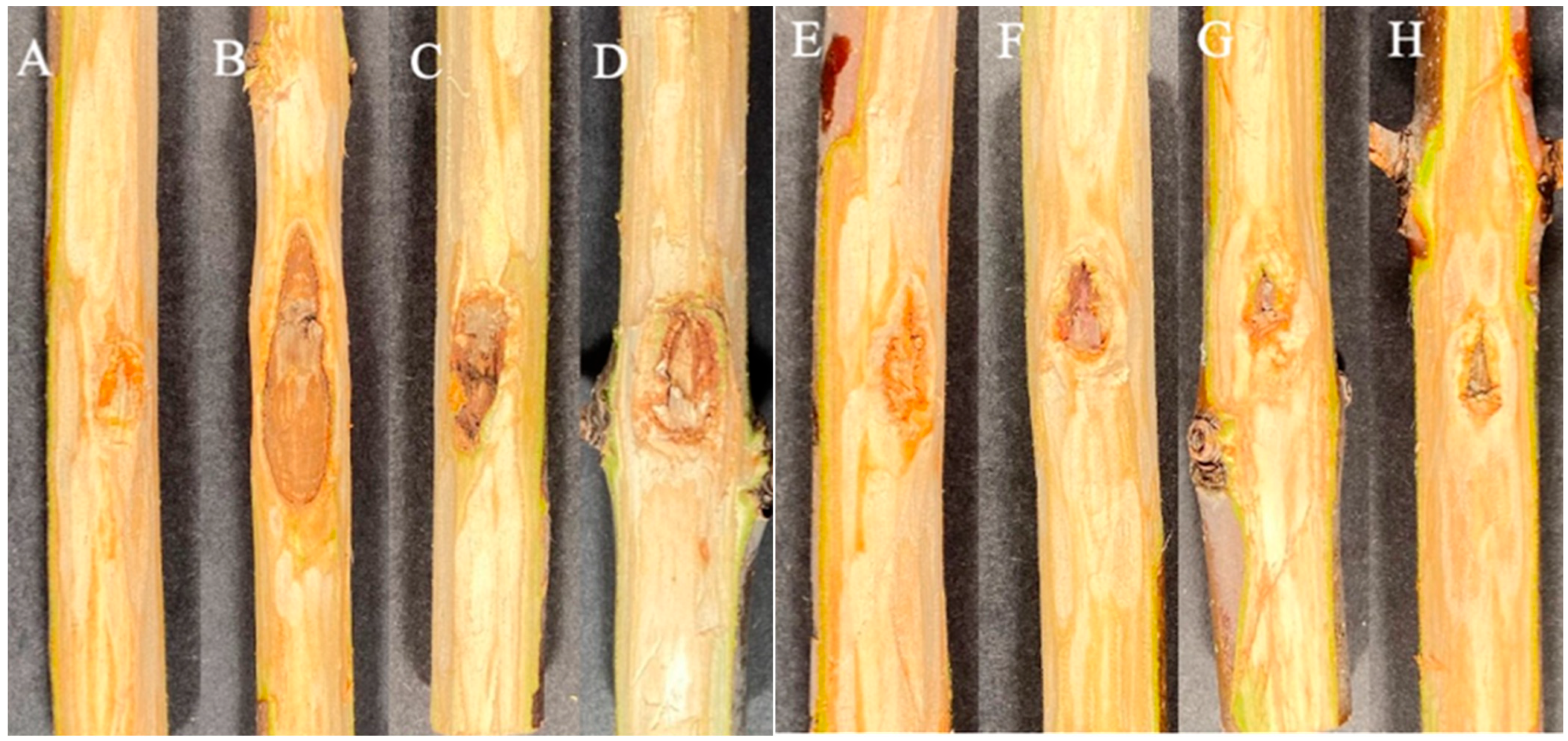 Forests 12 01509 g002