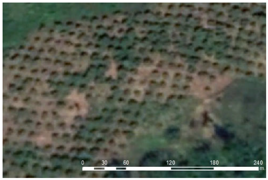 Forests 12 01539 i002