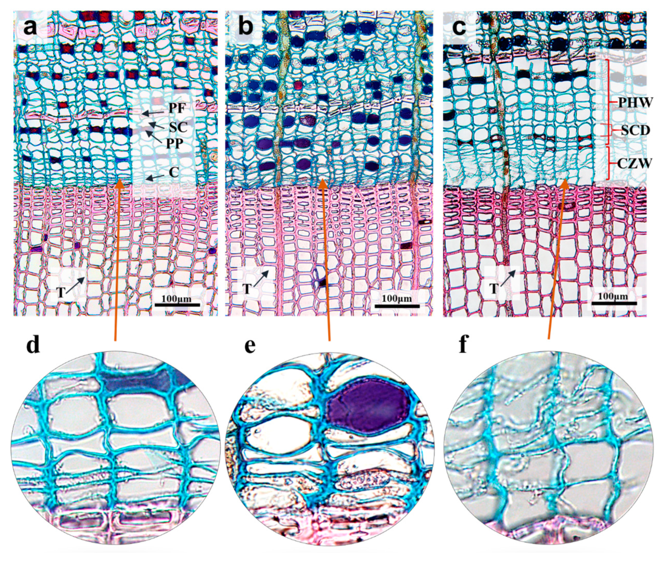 Forests 12 01552 g001