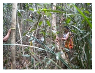 Forests 12 01587 i001