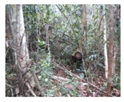 Forests 12 01587 i002