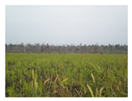 Forests 12 01587 i003