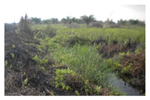 Forests 12 01587 i004