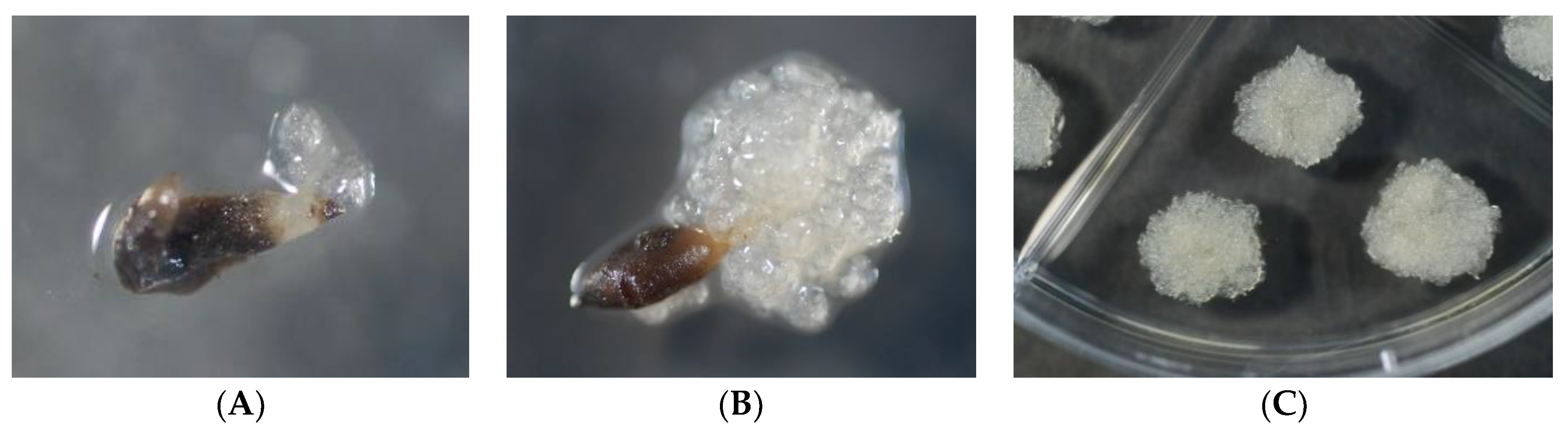 Forests 12 01592 g001