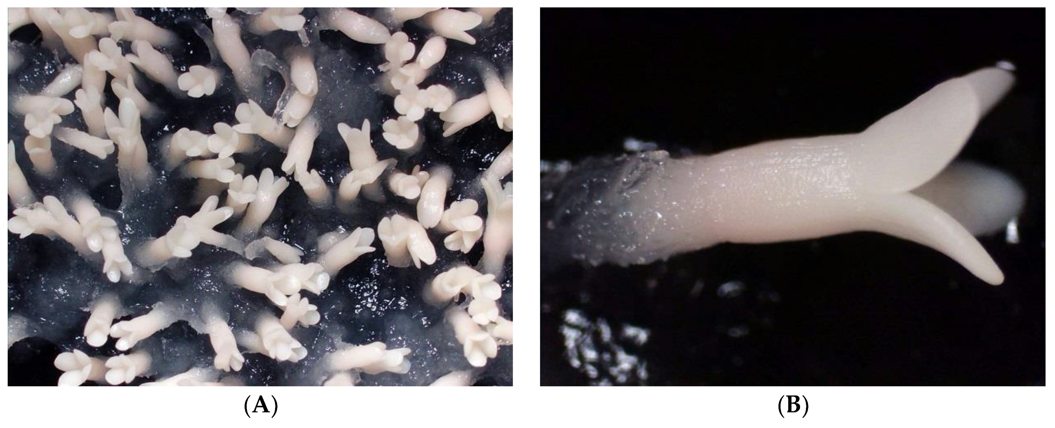 Forests 12 01592 g002