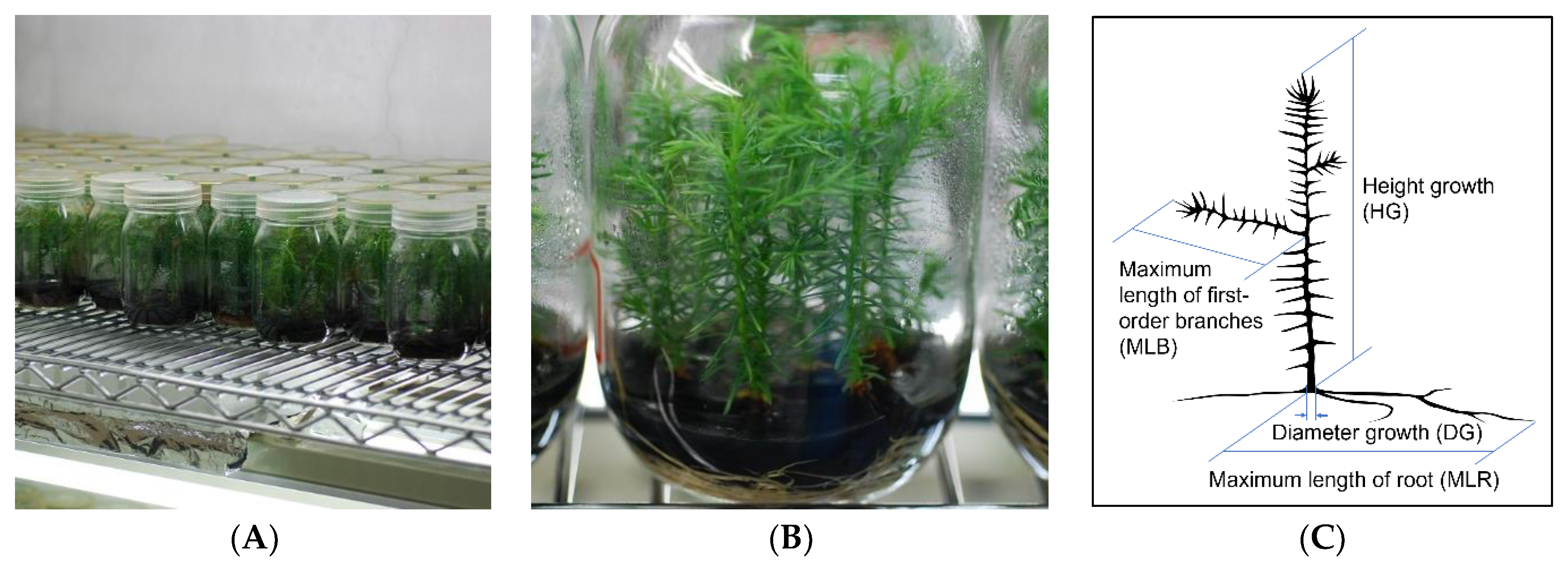 Forests 12 01592 g006