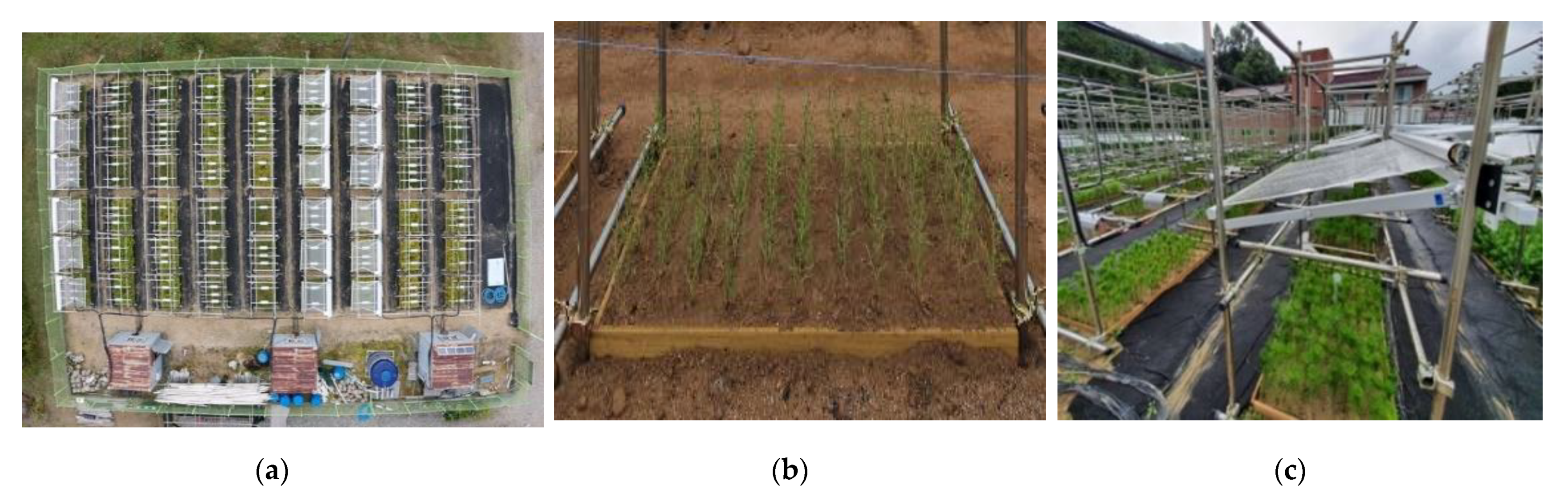 Forests 12 01595 g001 Forests 12 01595 g001