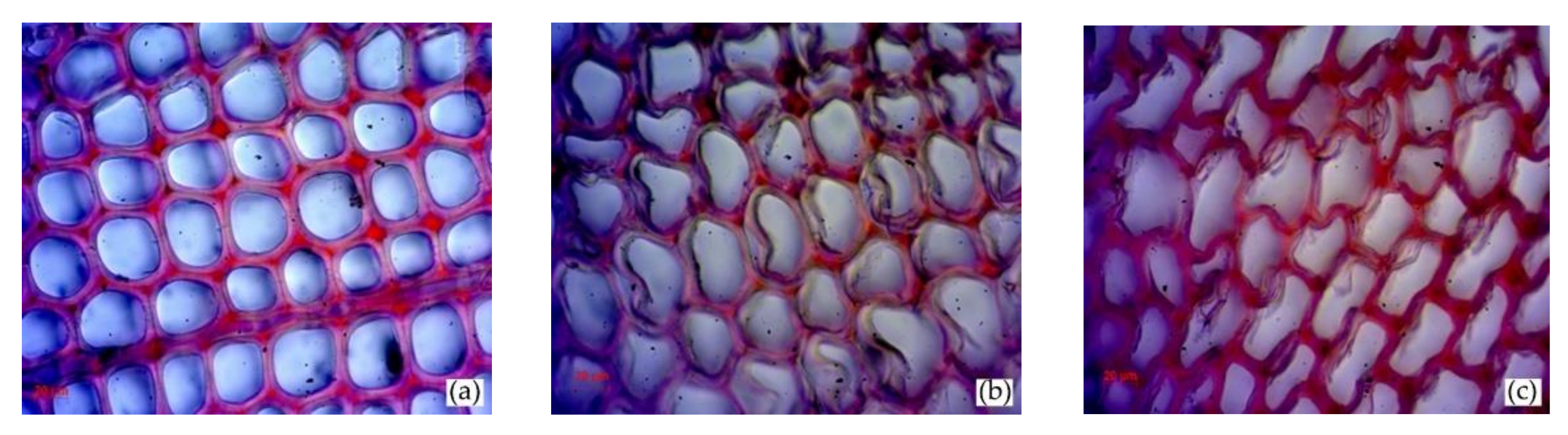 Forests 12 01607 g001