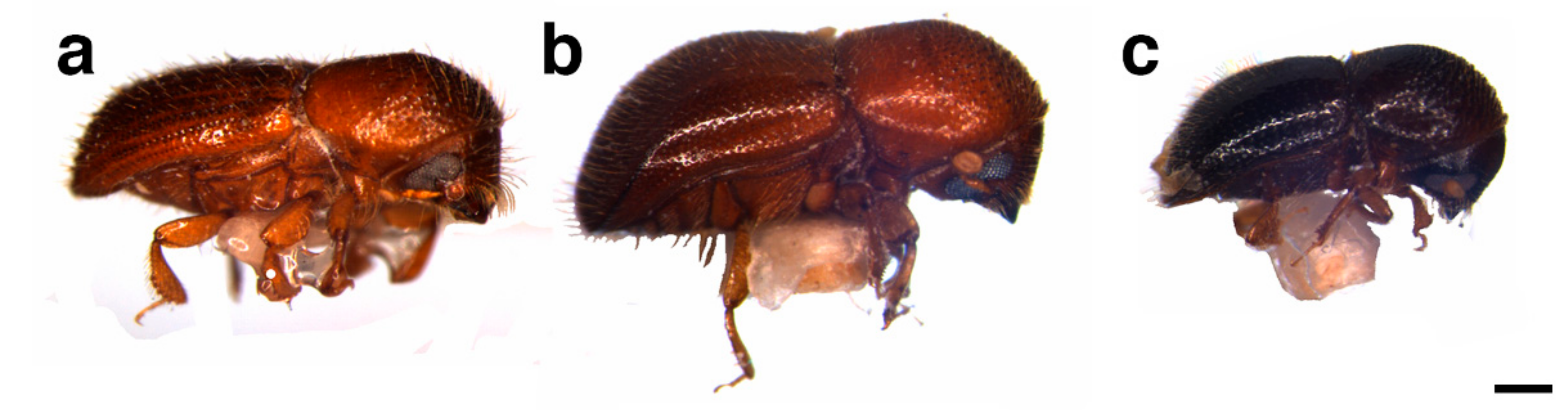 Forests 12 01782 g001