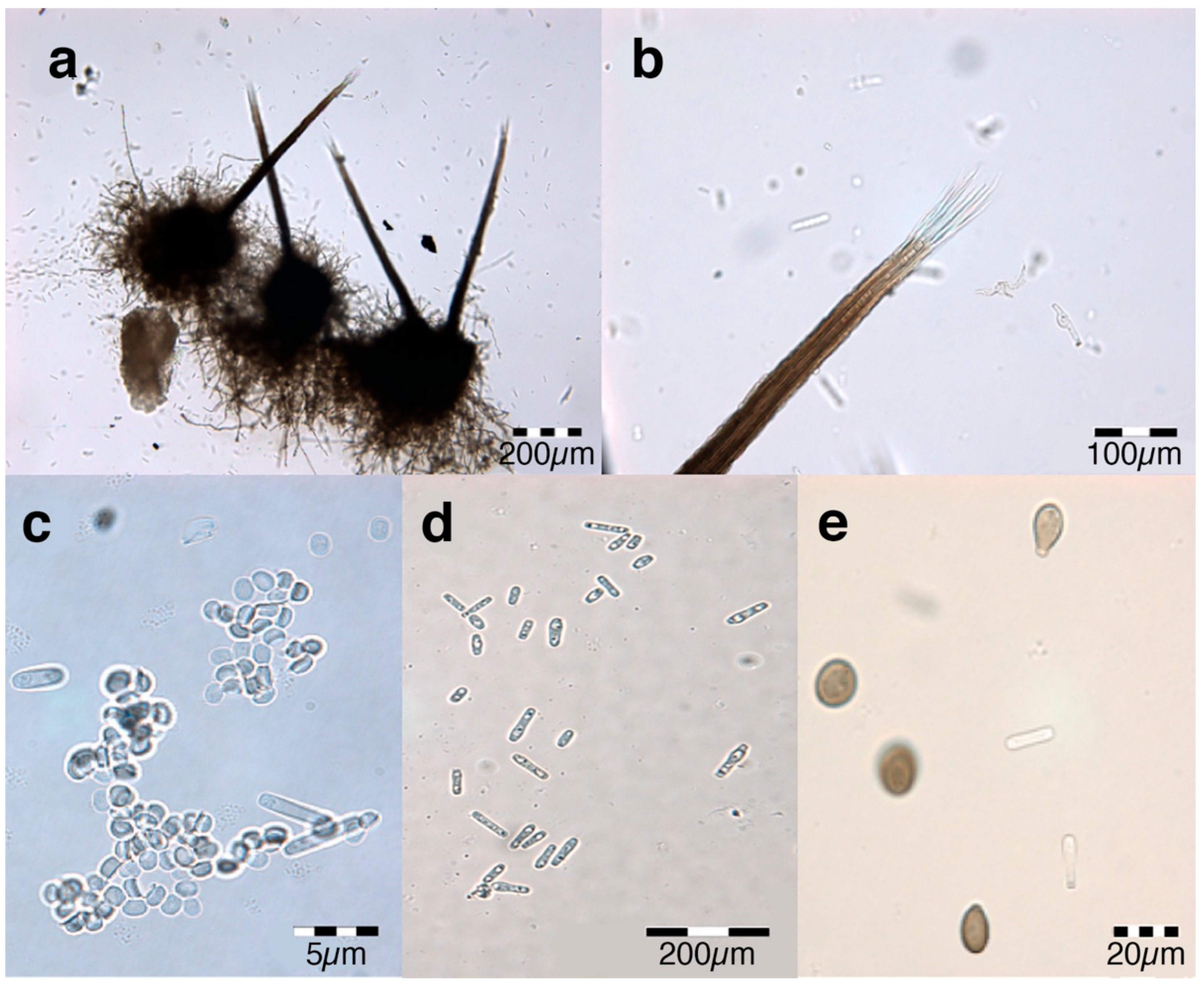 Forests 12 01782 g002