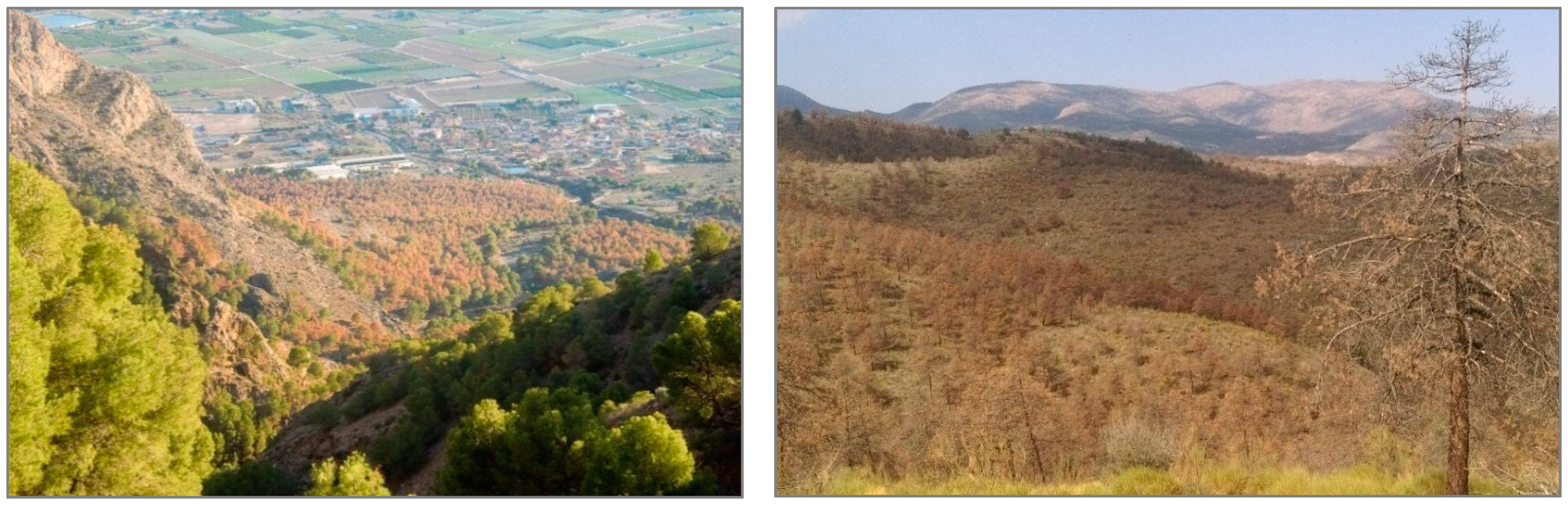 Forests 12 01807 g004