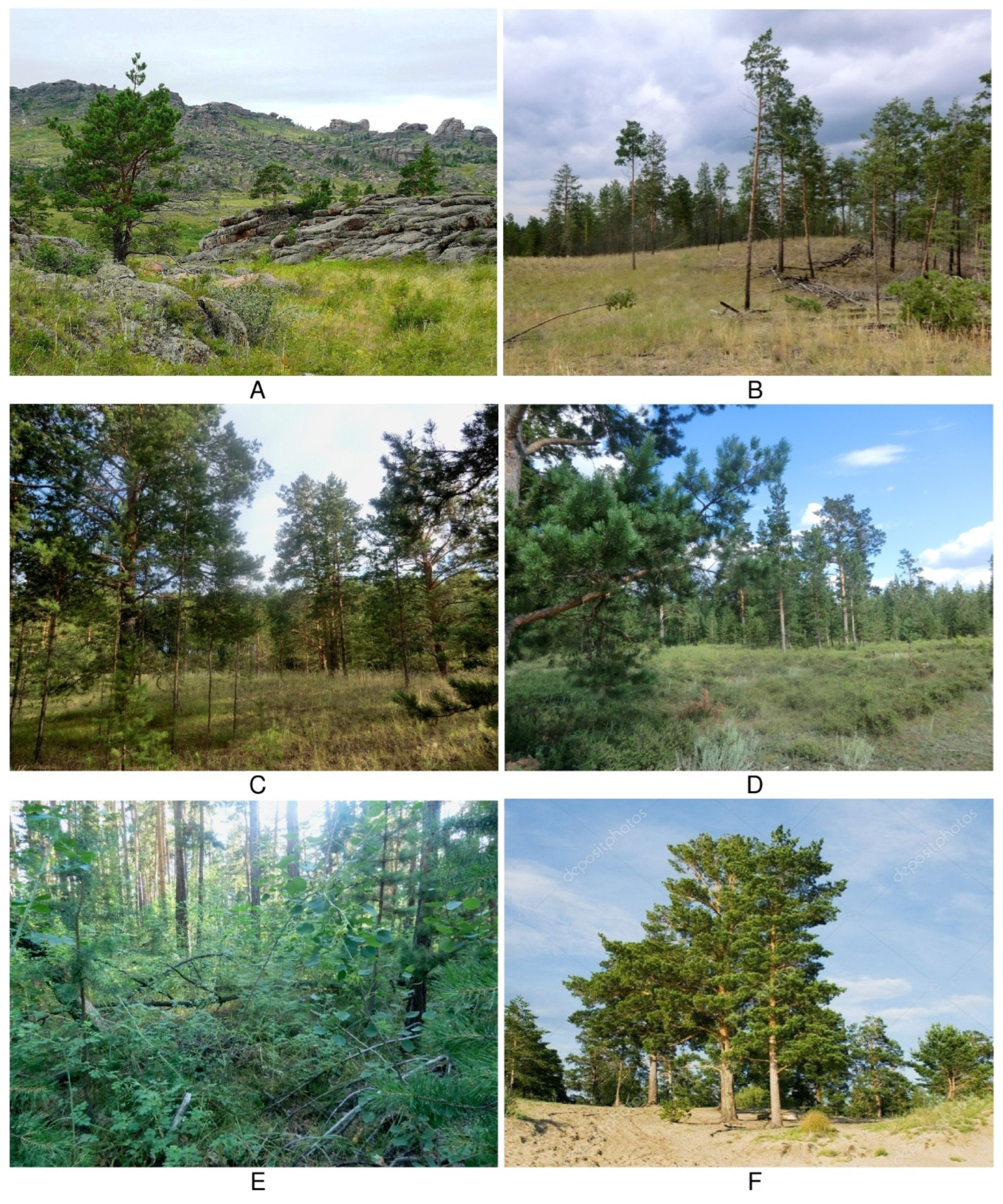 Forests 13 00002 g004