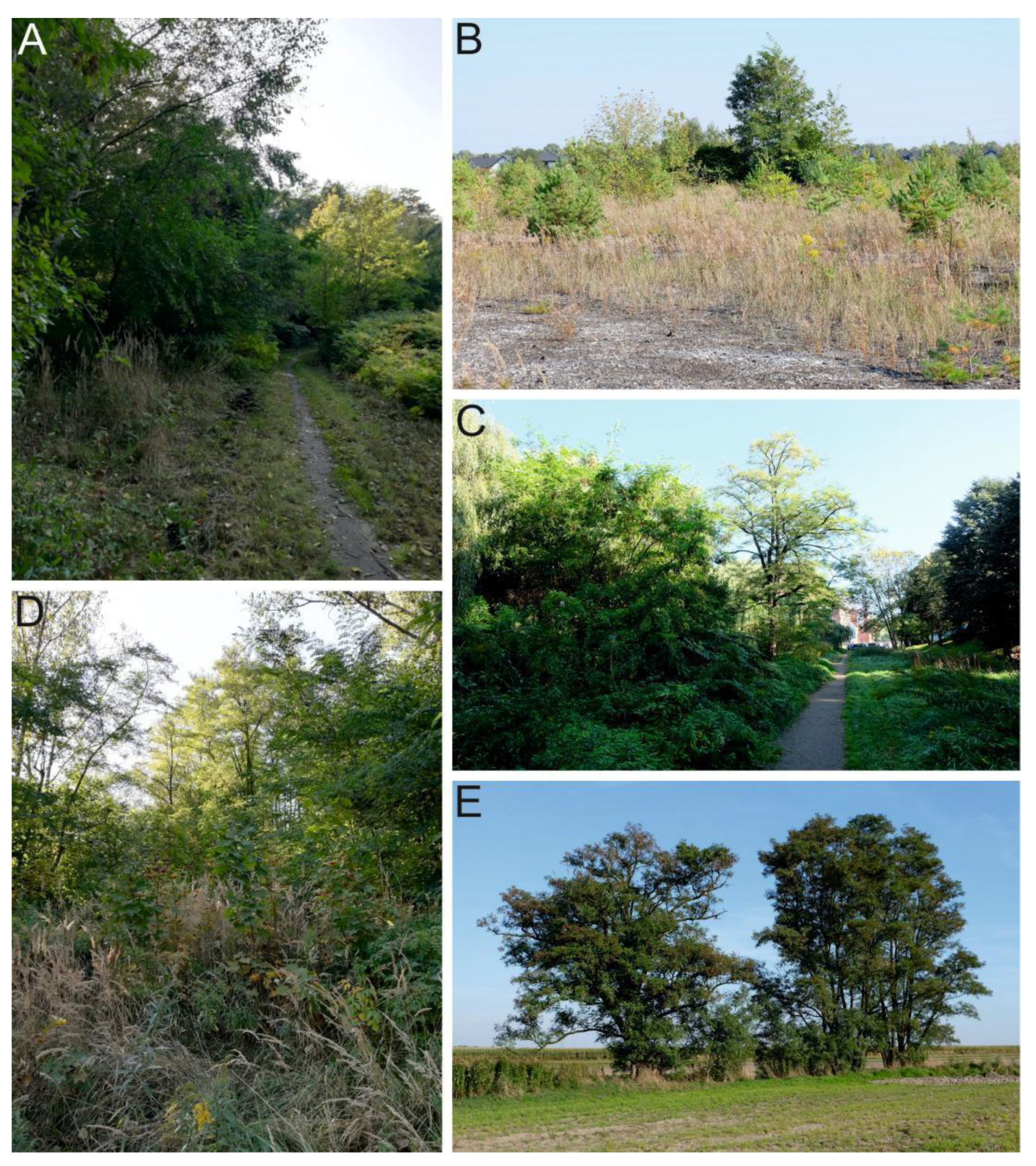 Forests 13 00007 g001