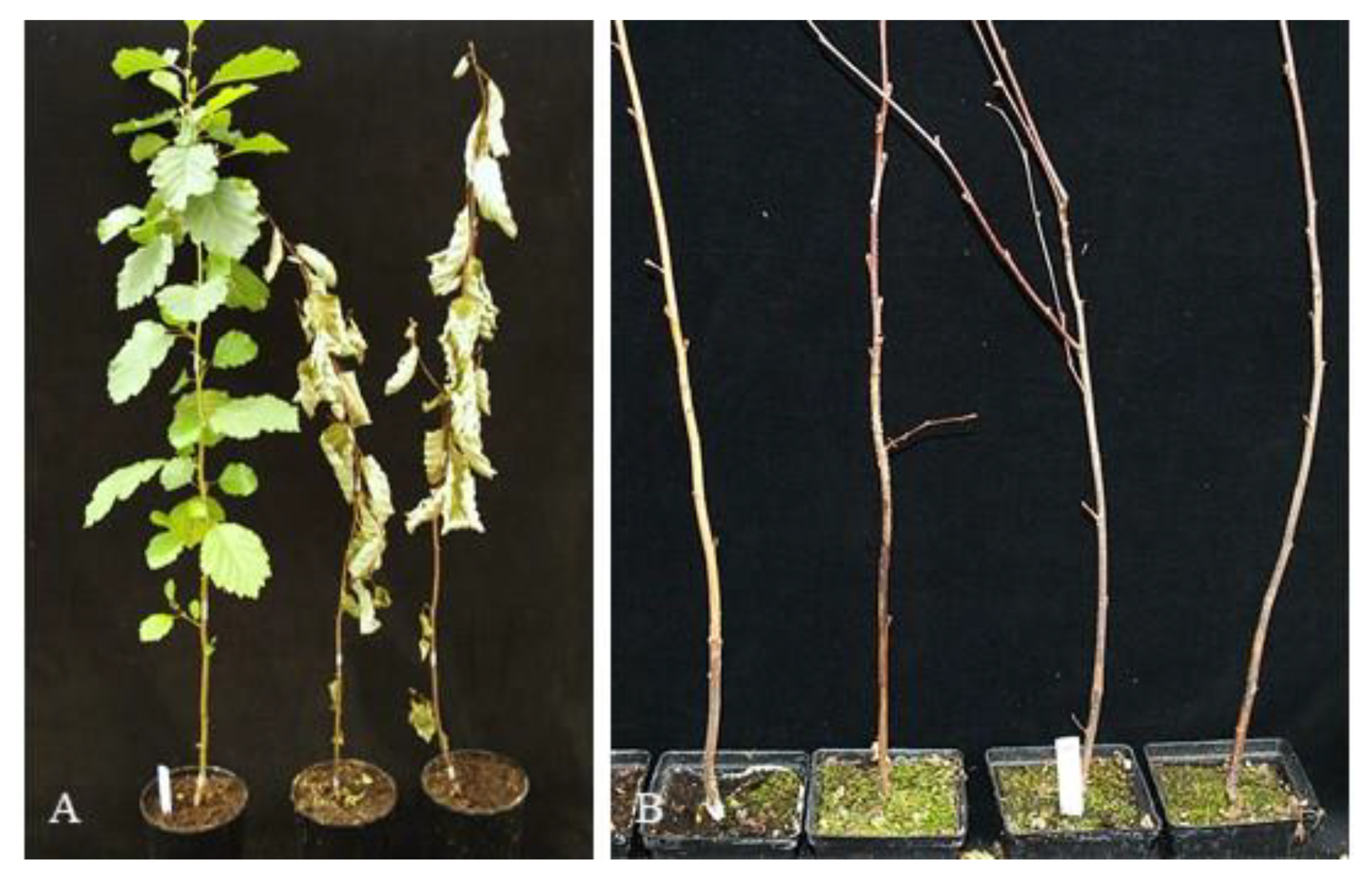 Forests 13 00020 g003