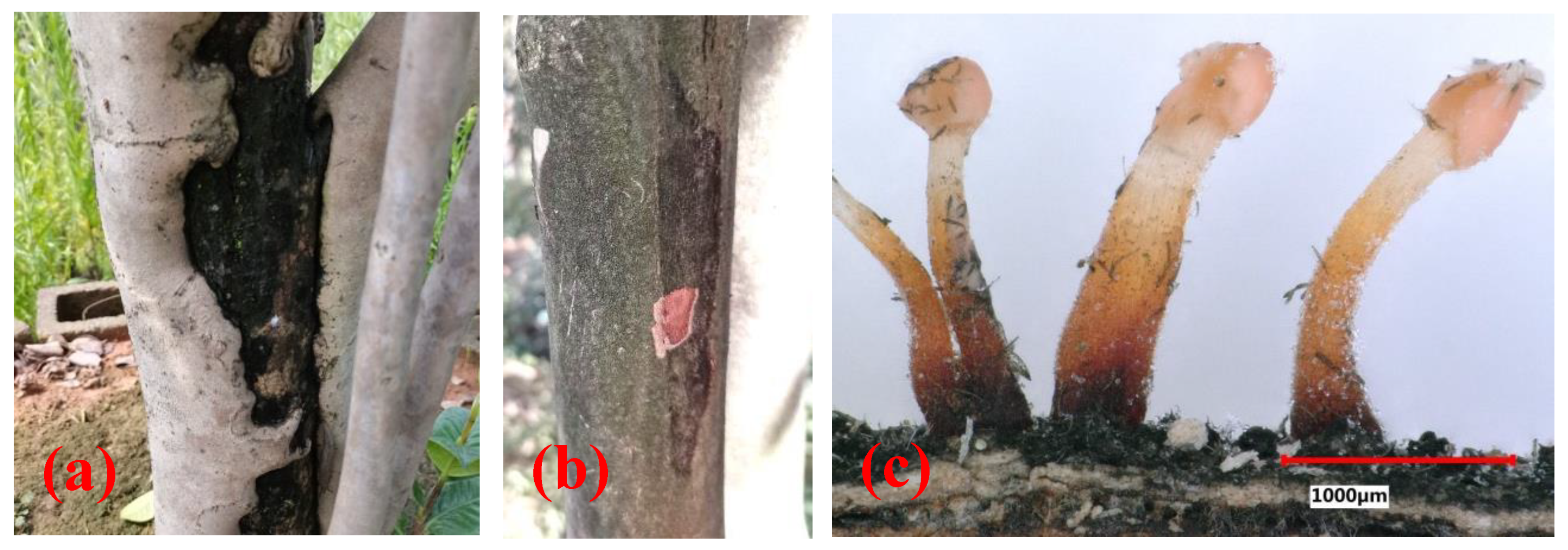 Forests 13 00029 g001