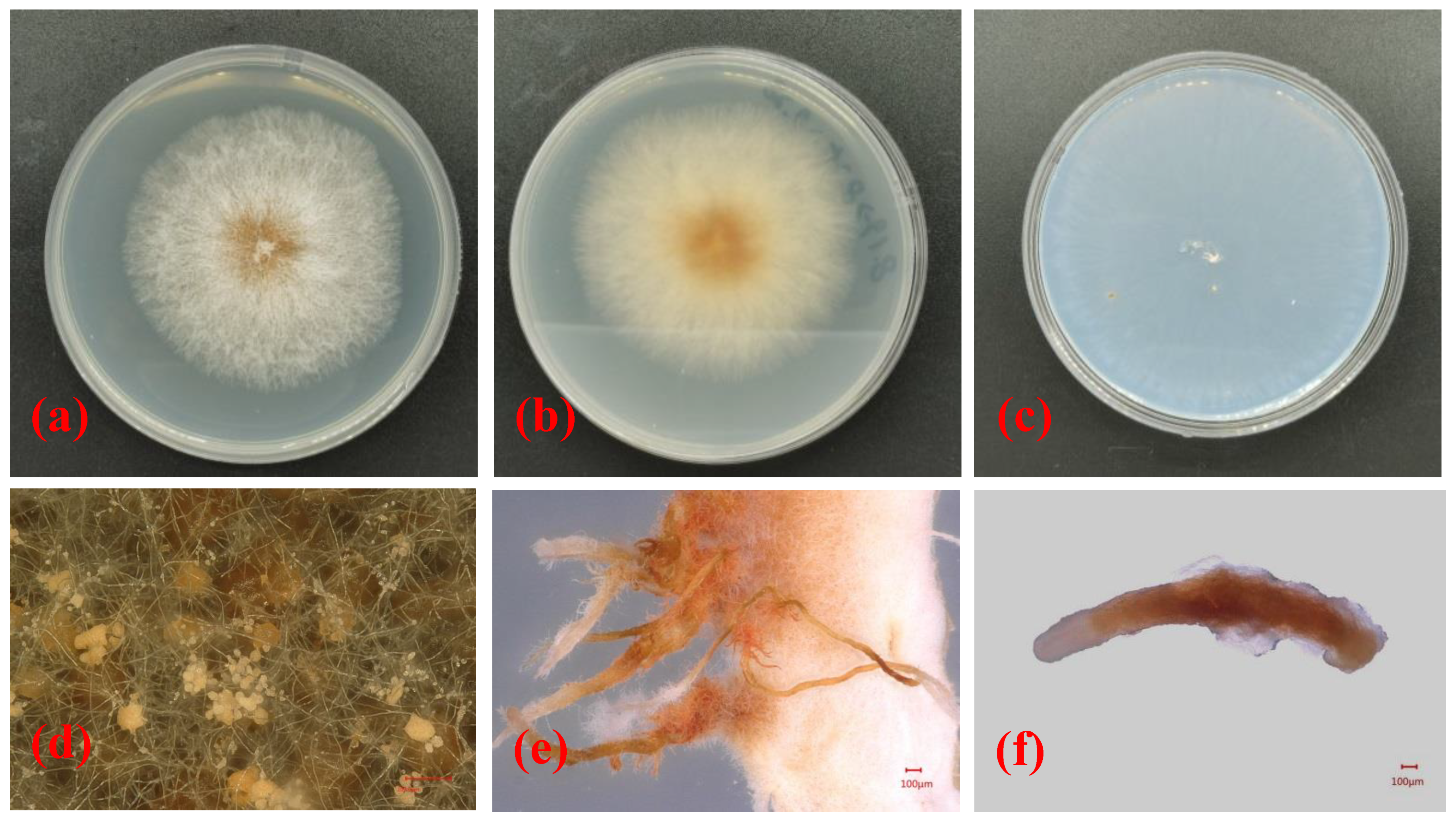 Forests 13 00029 g002