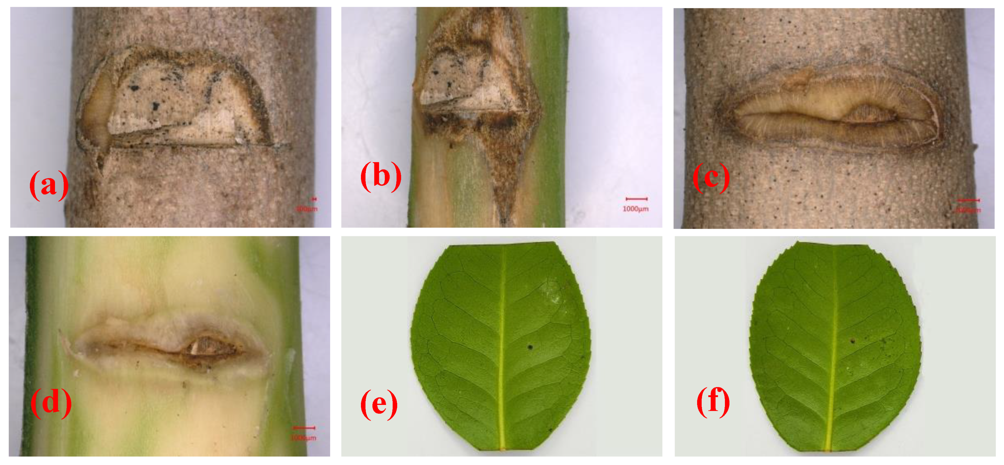 Forests 13 00029 g004