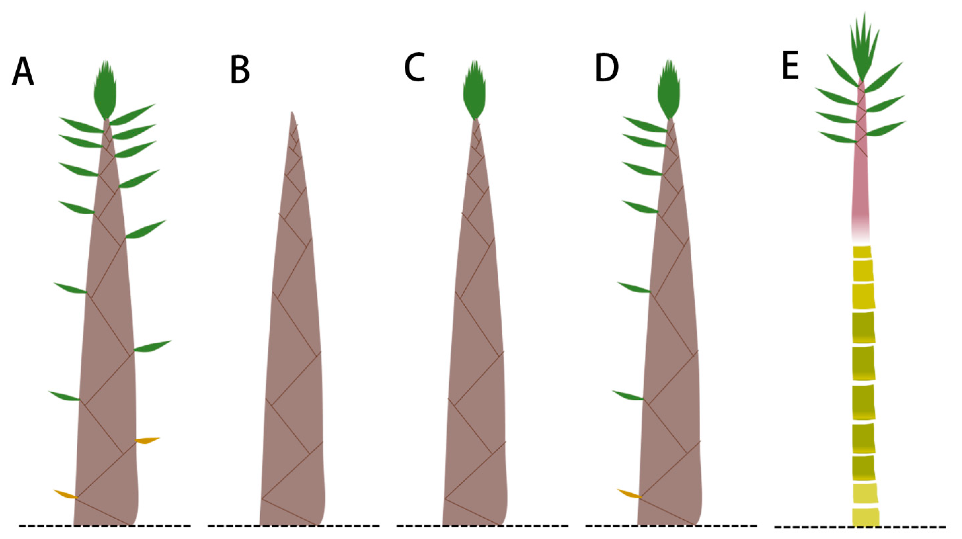 Forests 13 00031 g001