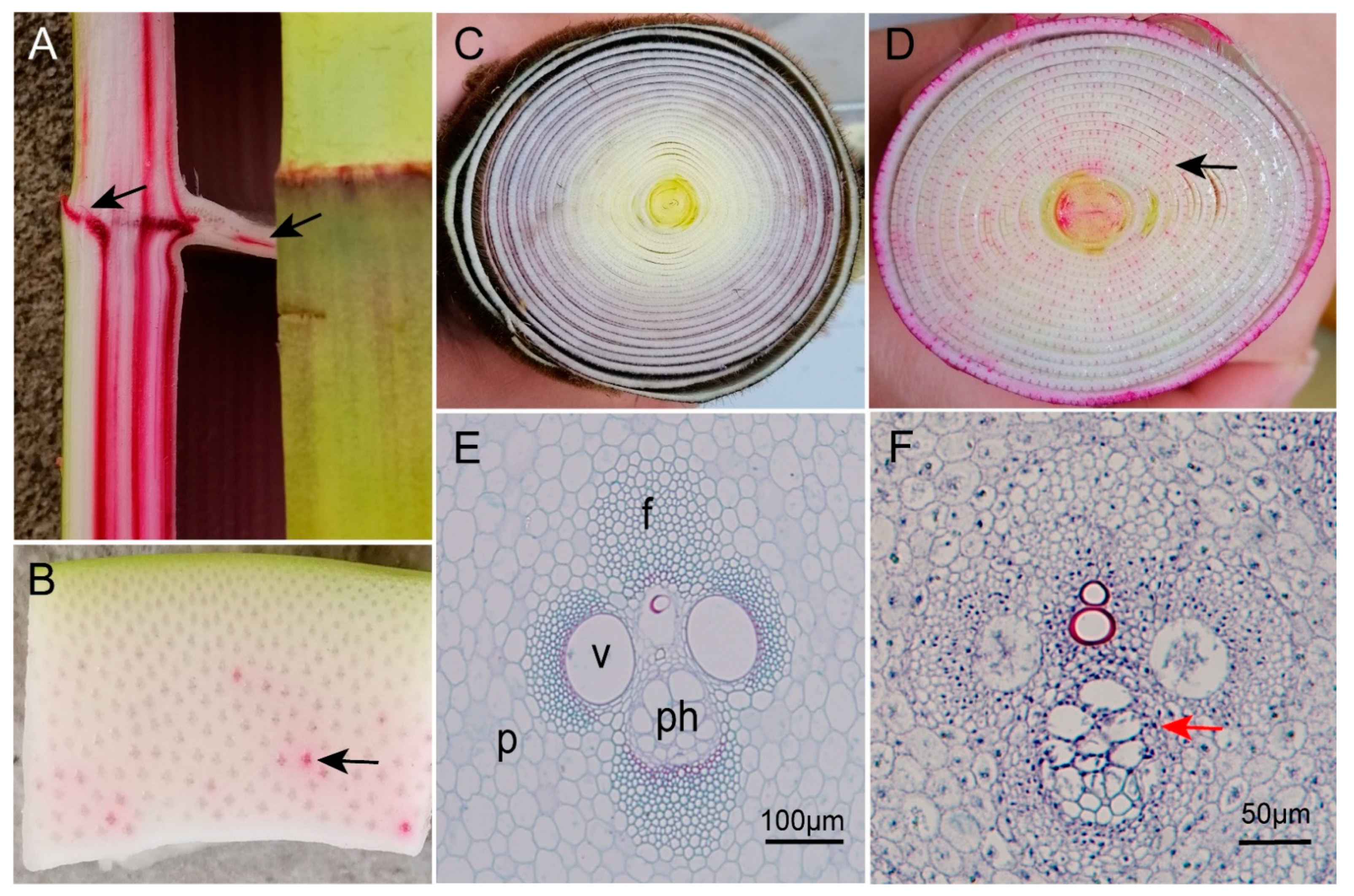 Forests 13 00031 g004
