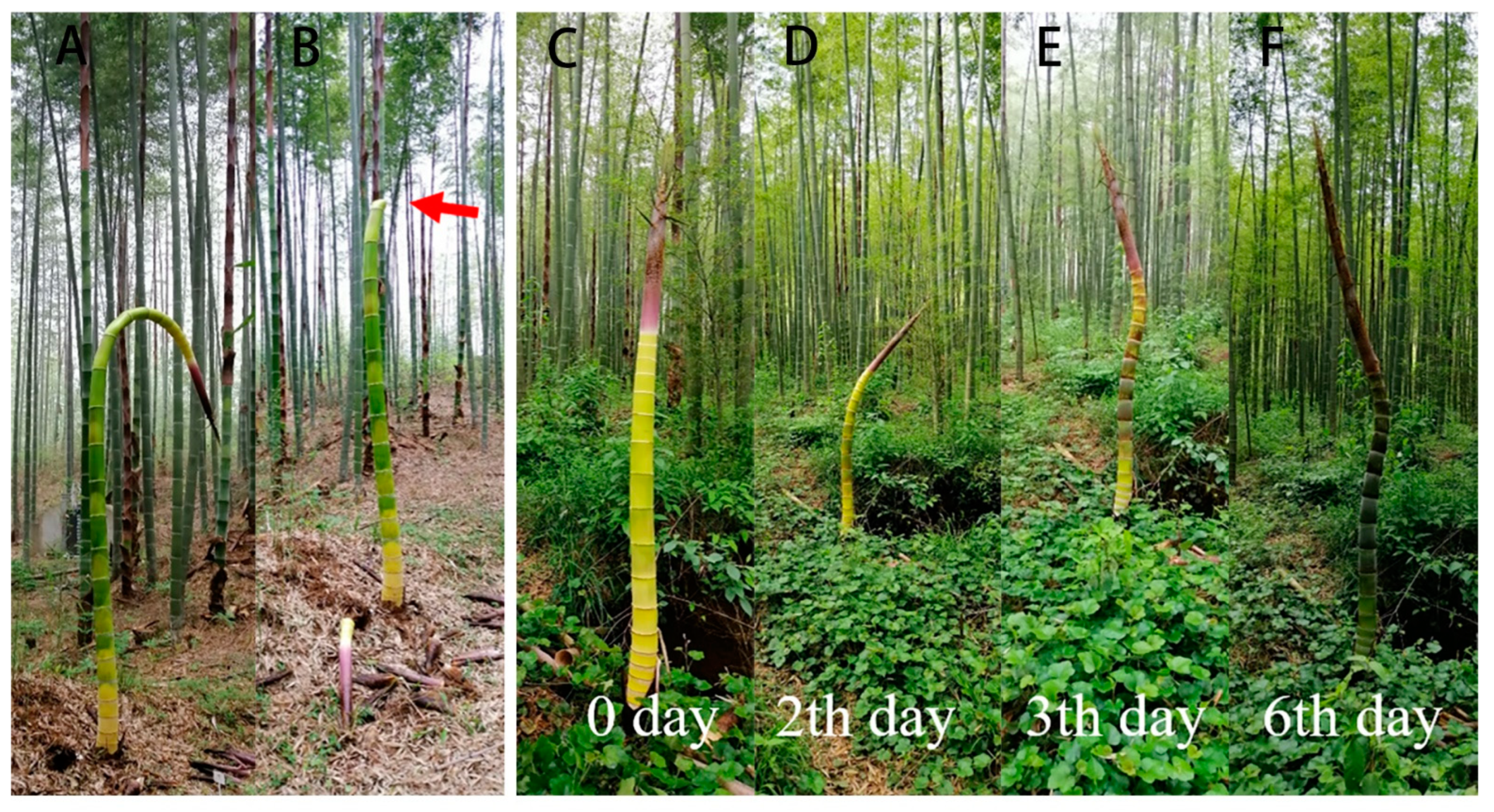 Forests 13 00031 g007