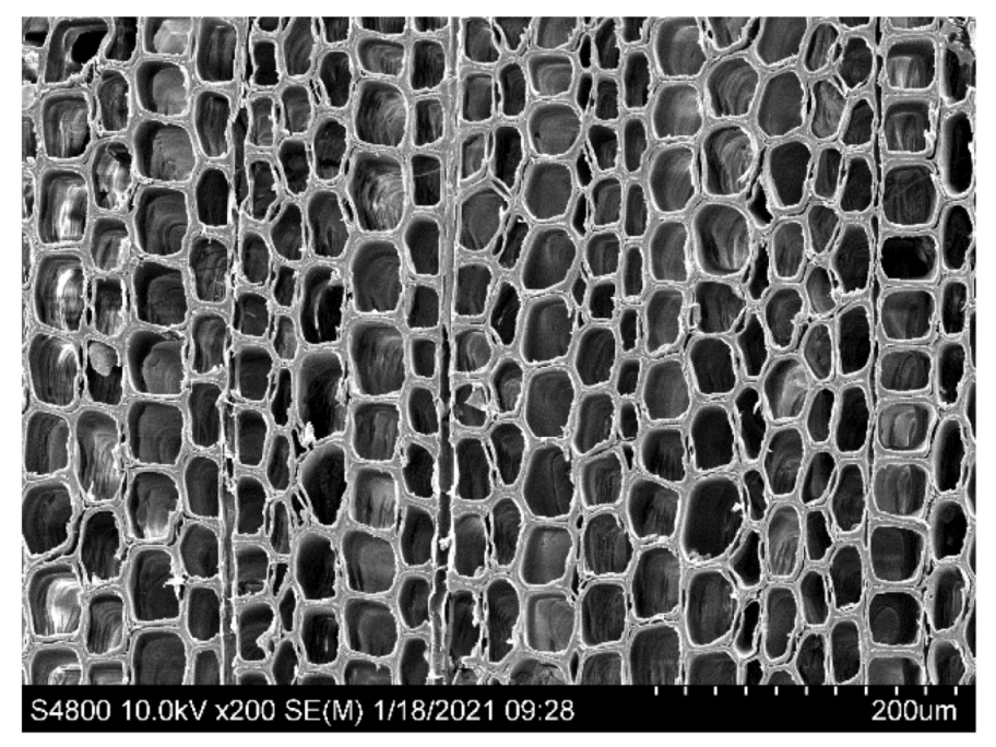 Forests 13 00032 g001