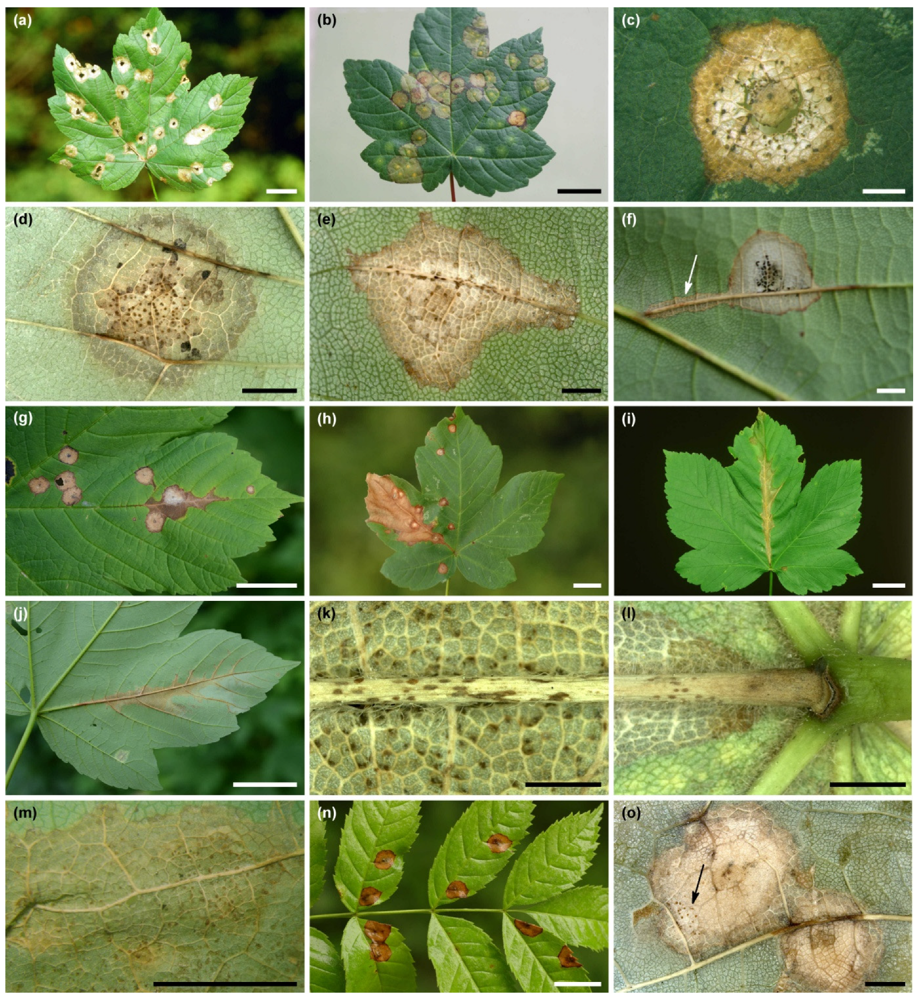 Forests 13 00035 g001