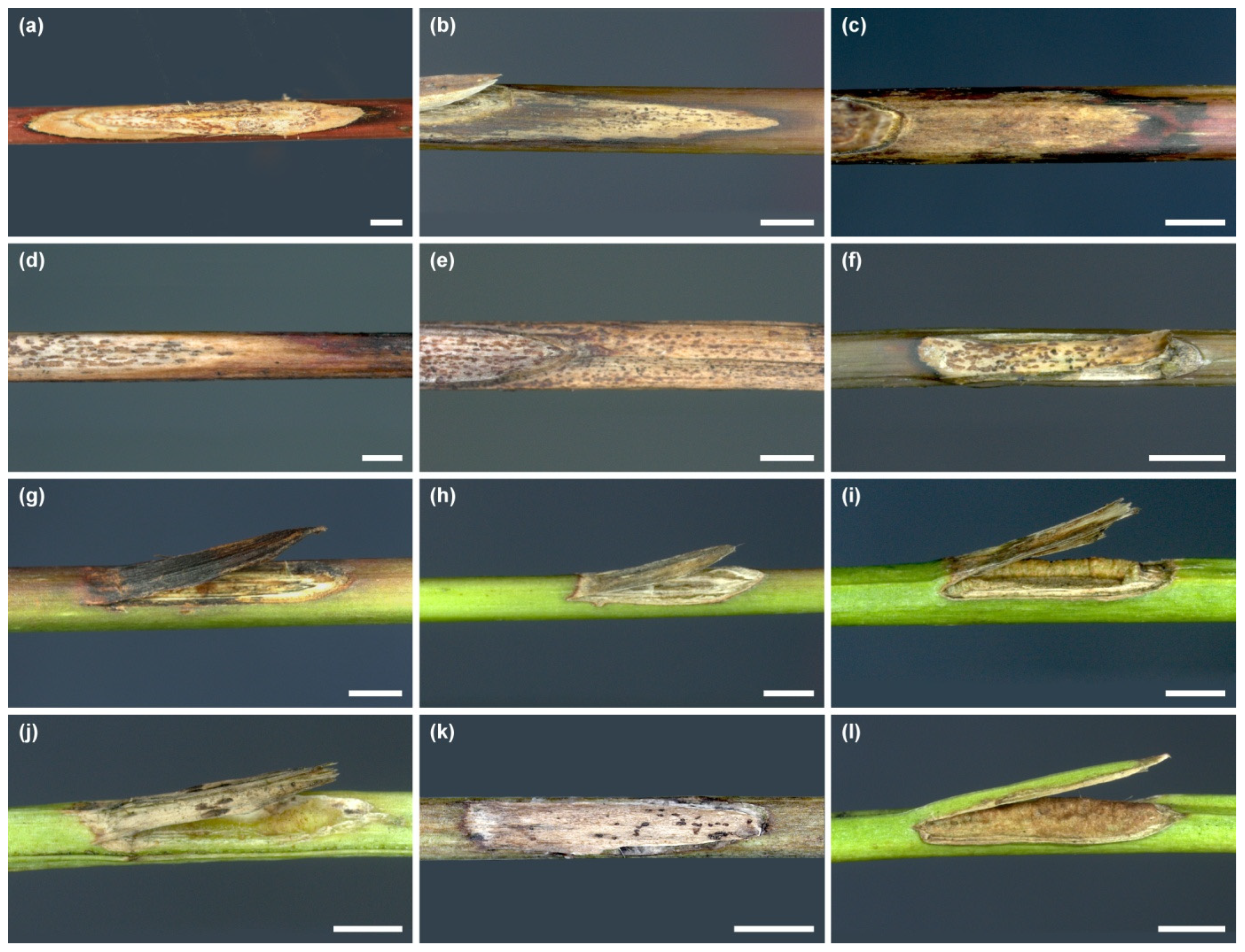 Forests 13 00035 g008