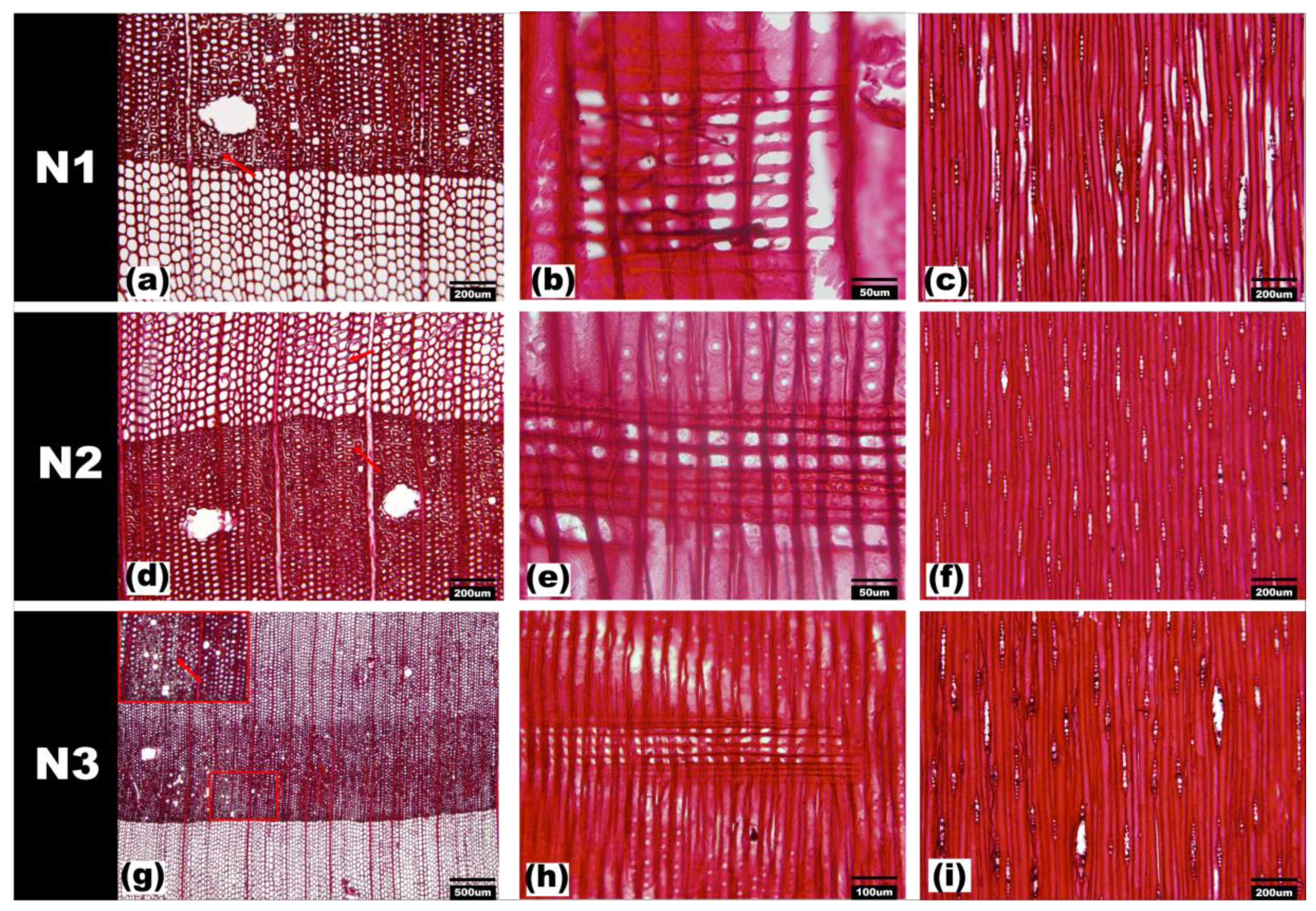 Forests 13 00038 g005