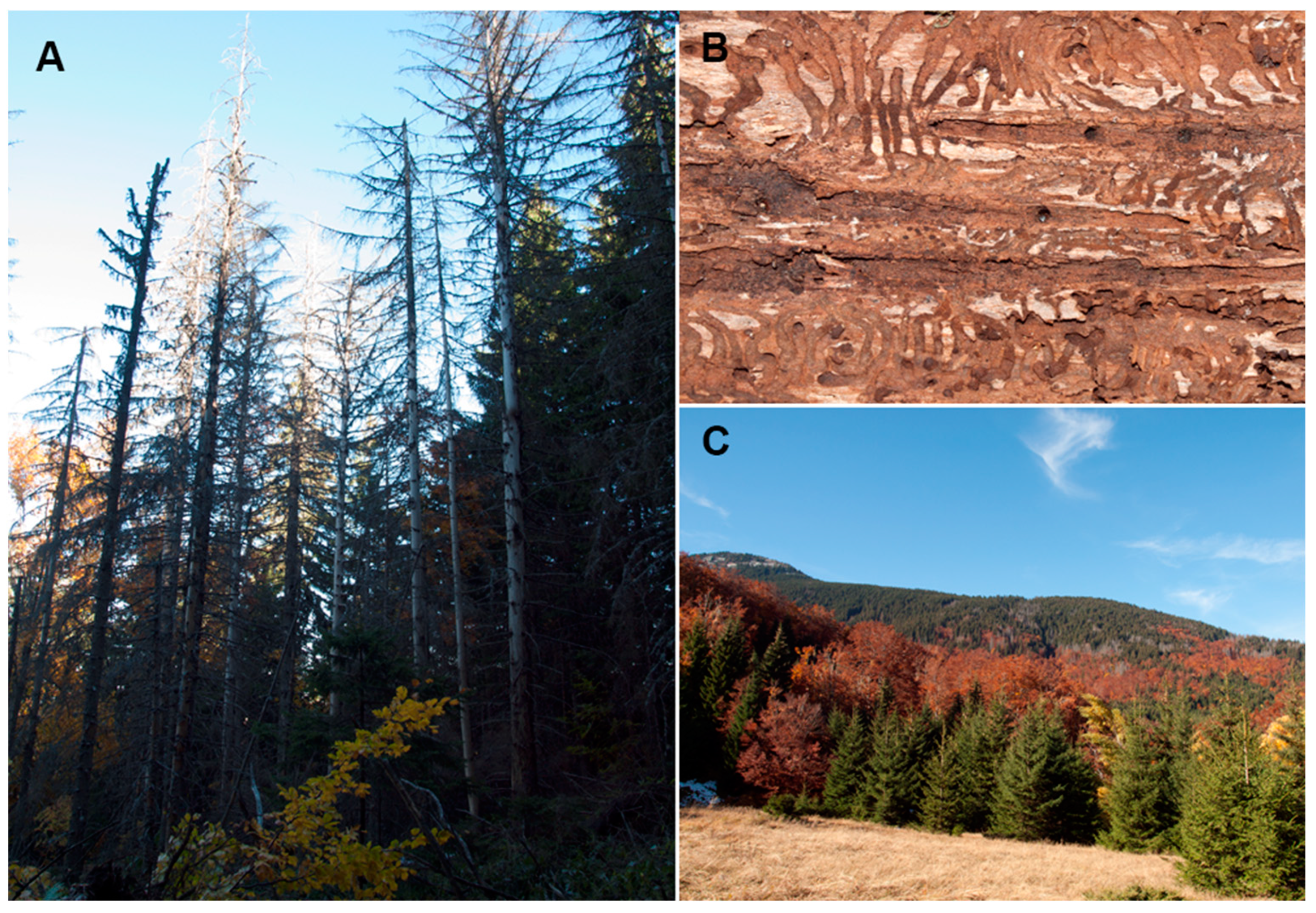 Forests 13 00039 g008