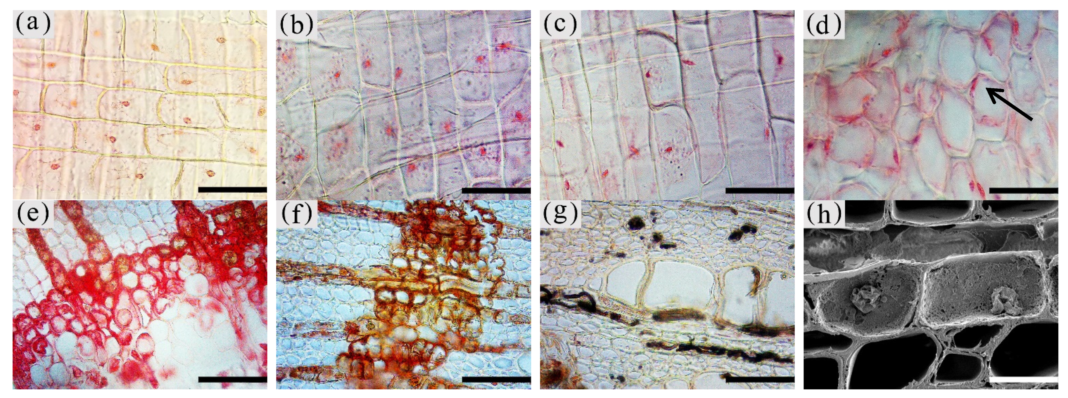 Forests 13 00043 g004