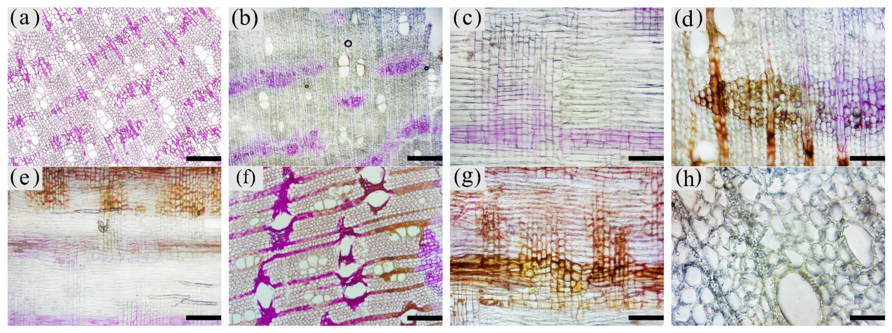 Forests 13 00043 g008