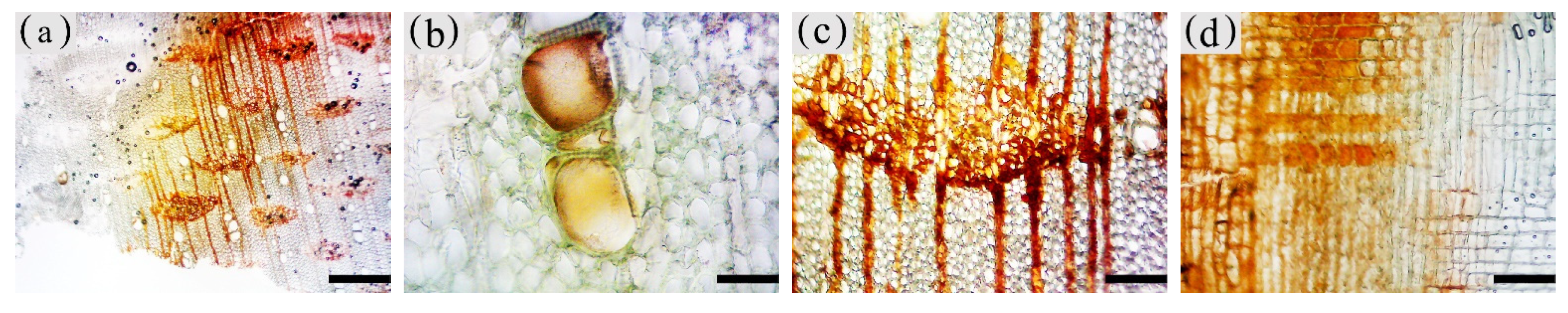 Forests 13 00043 g010a